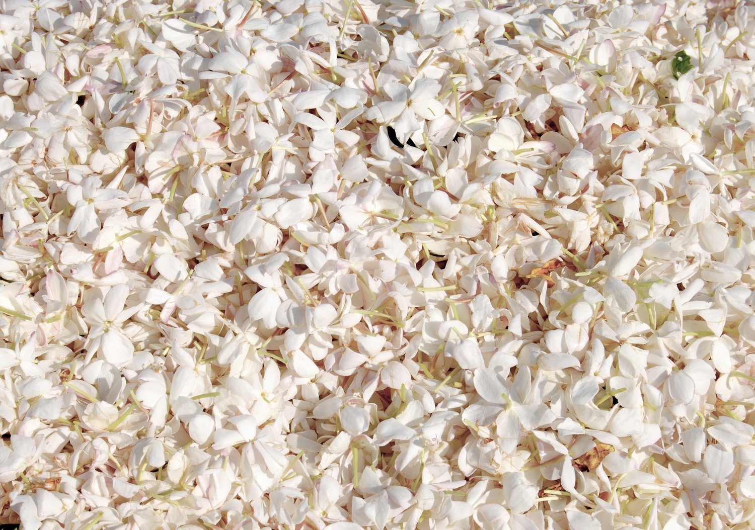Jasmine (Jasminum officinale var. grandiflorum) — Frogworks