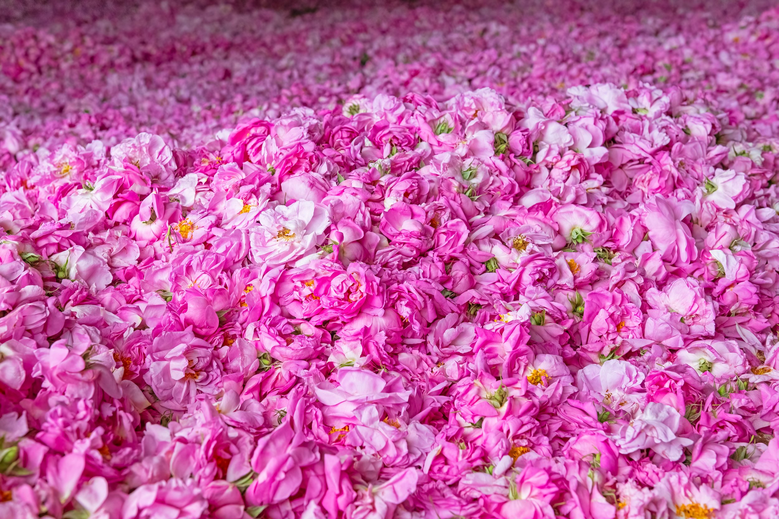 Rose Otto (Rosa damascena) 10% Dilution