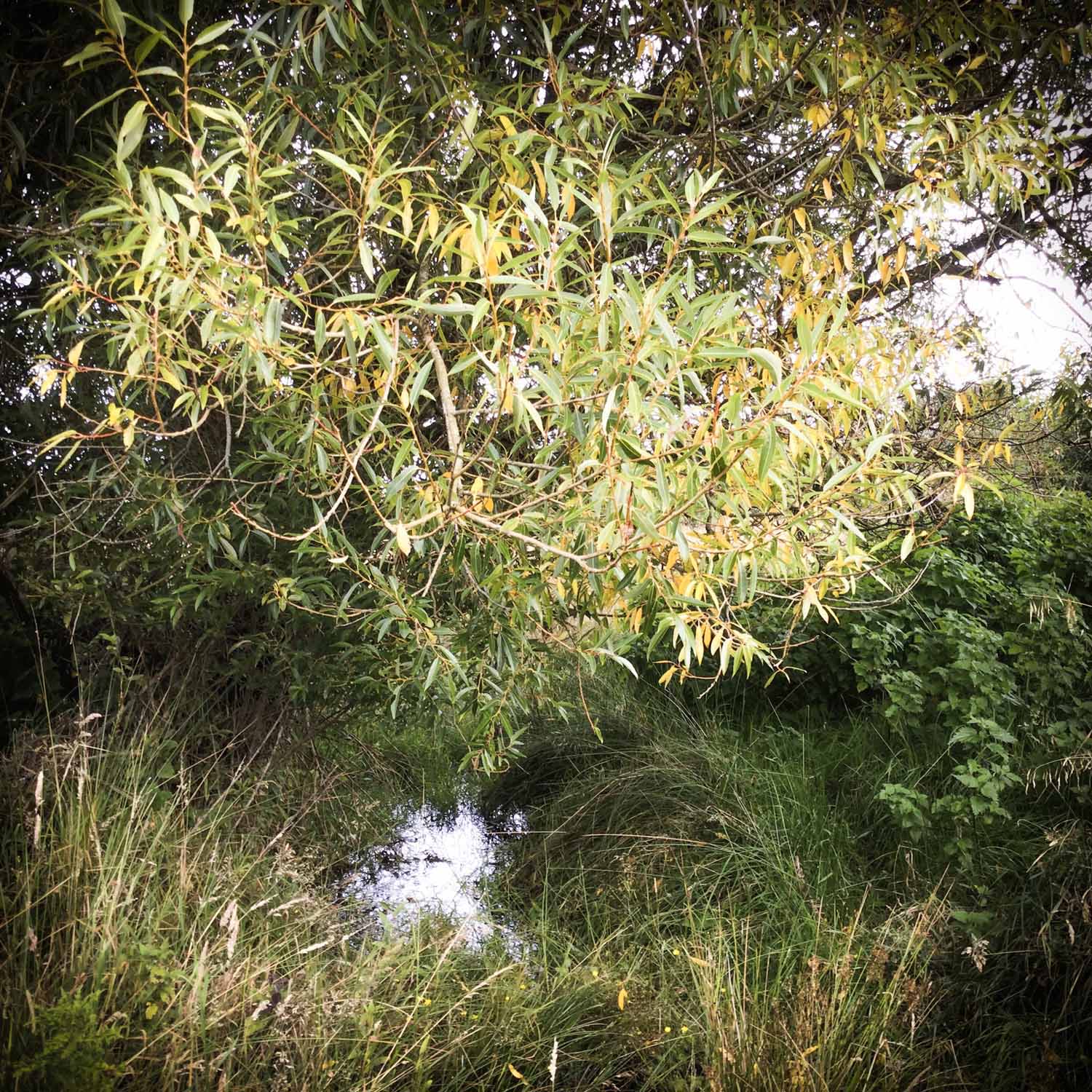 Wild Willow Tree