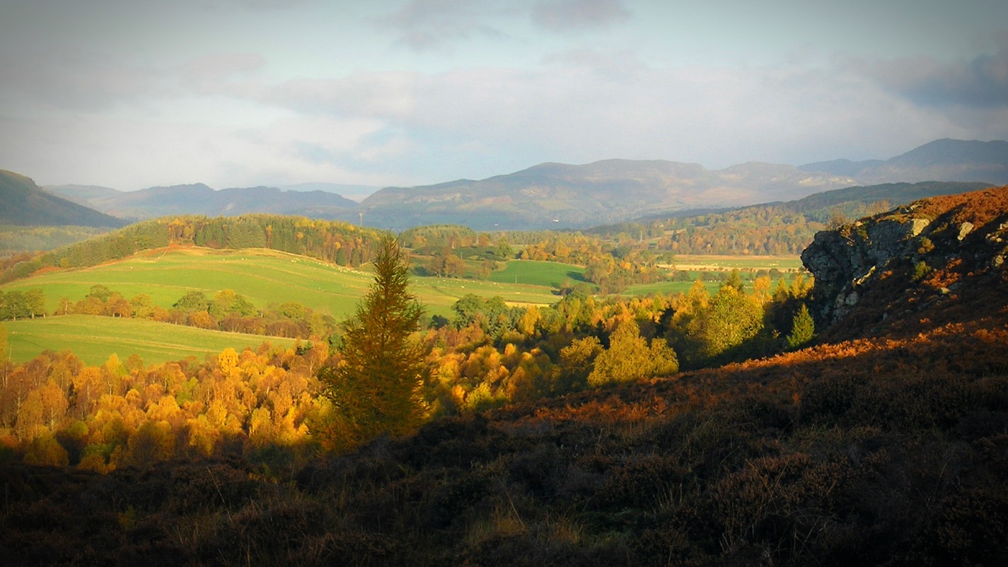  Perthshire Forest next to the wood hut workshop 