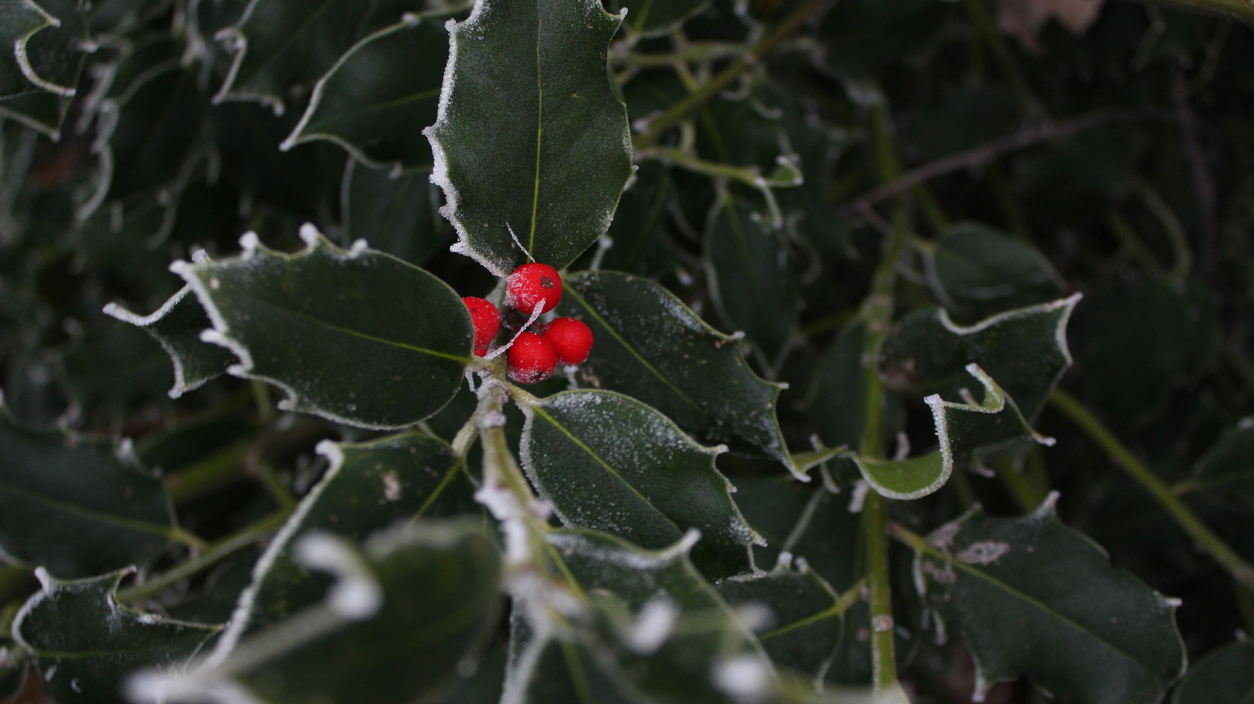 Holly Tree