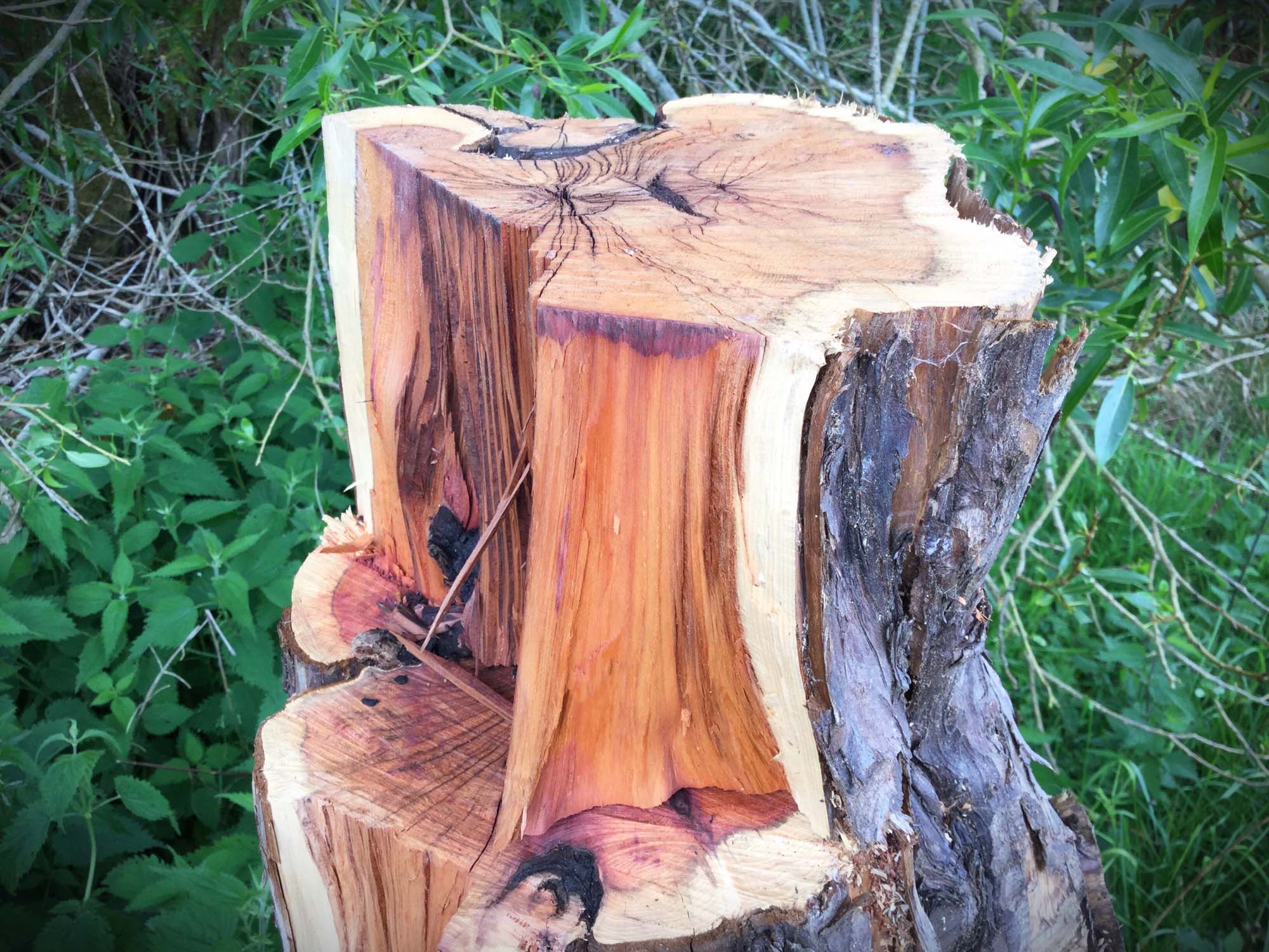 Yew Tree Wood