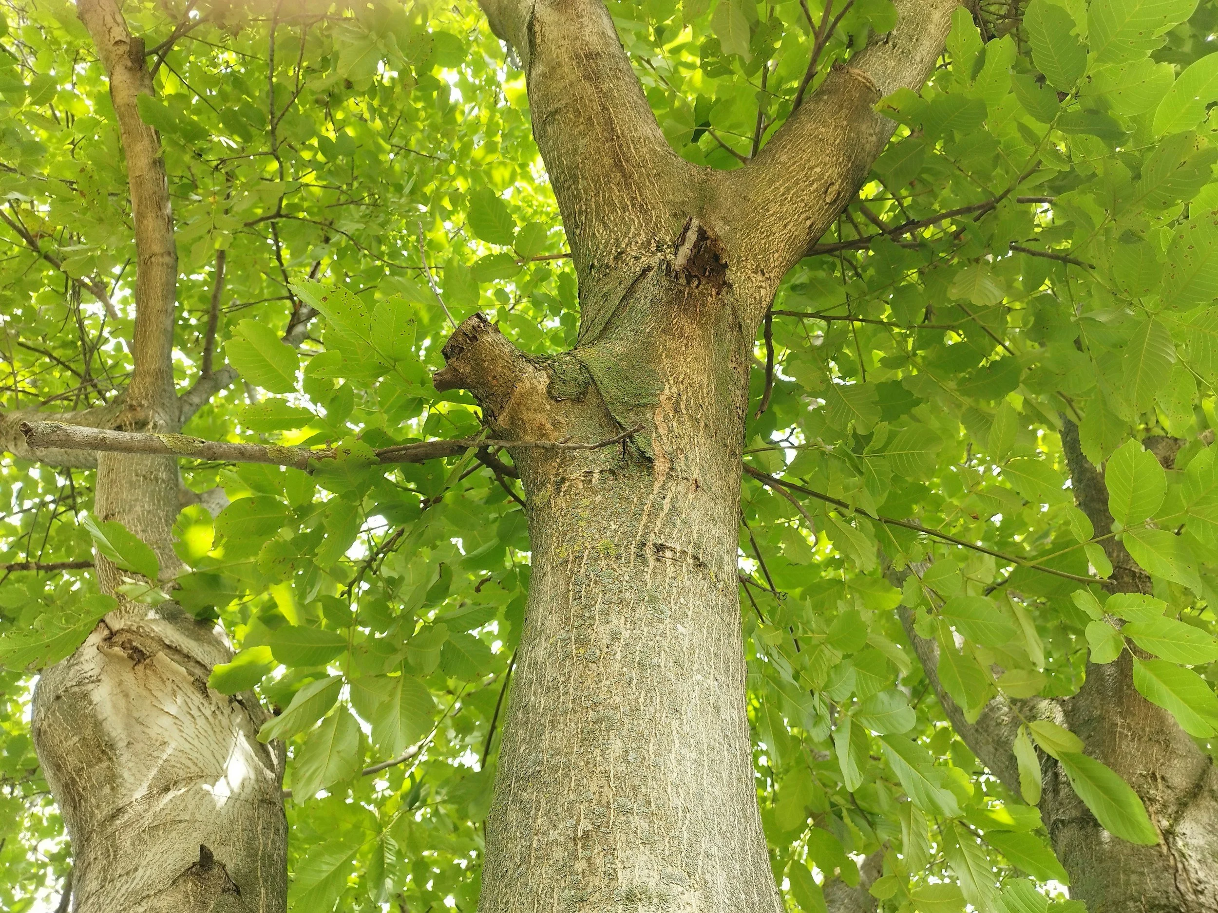 This lovely walnut tree lends itself beautifully to our wooden pens