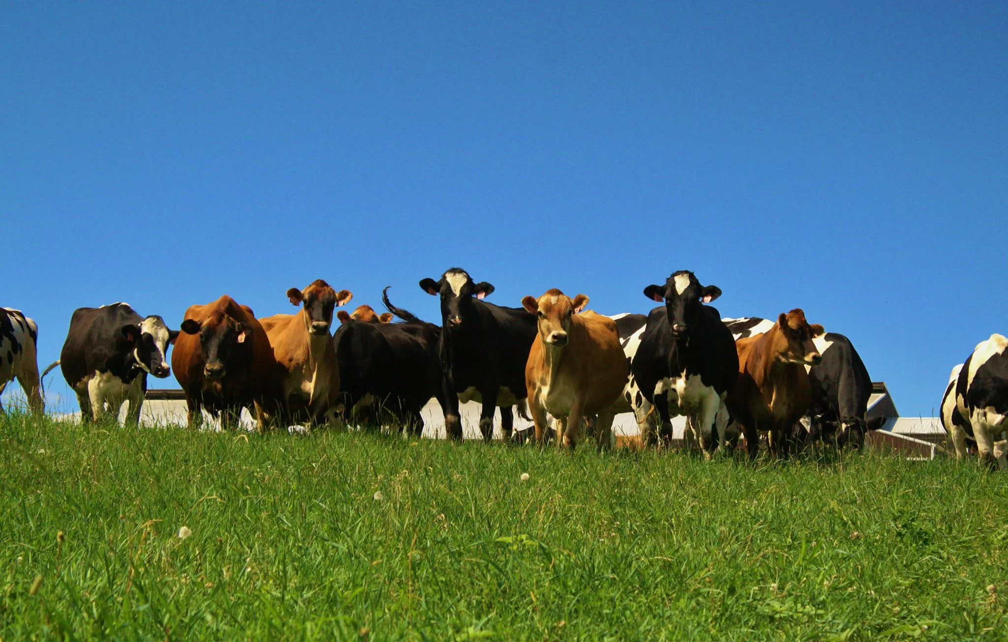 Cows.jpg