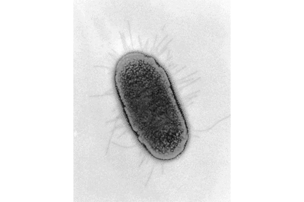 prokaryote external view
