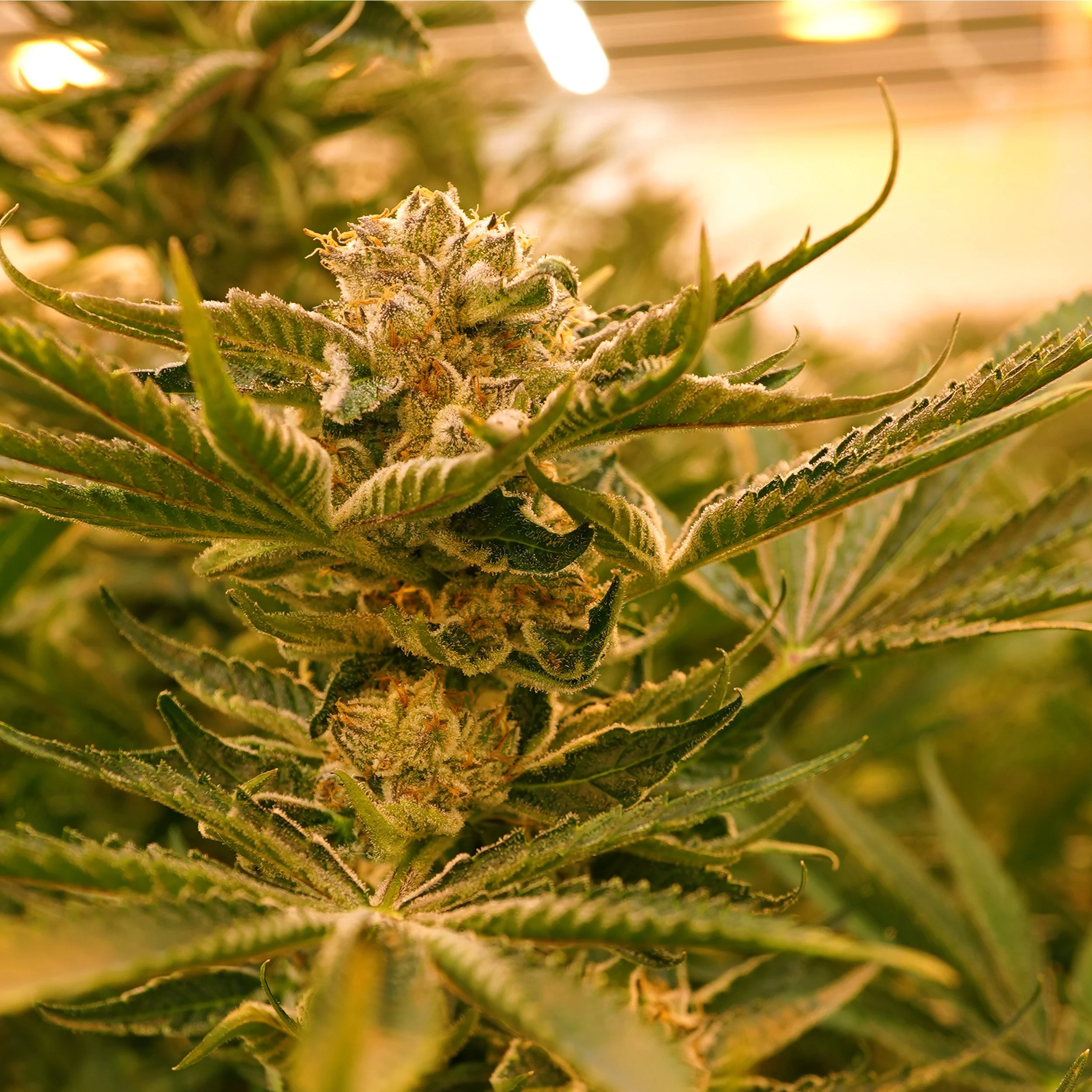 Premium Flower video backup.jpg