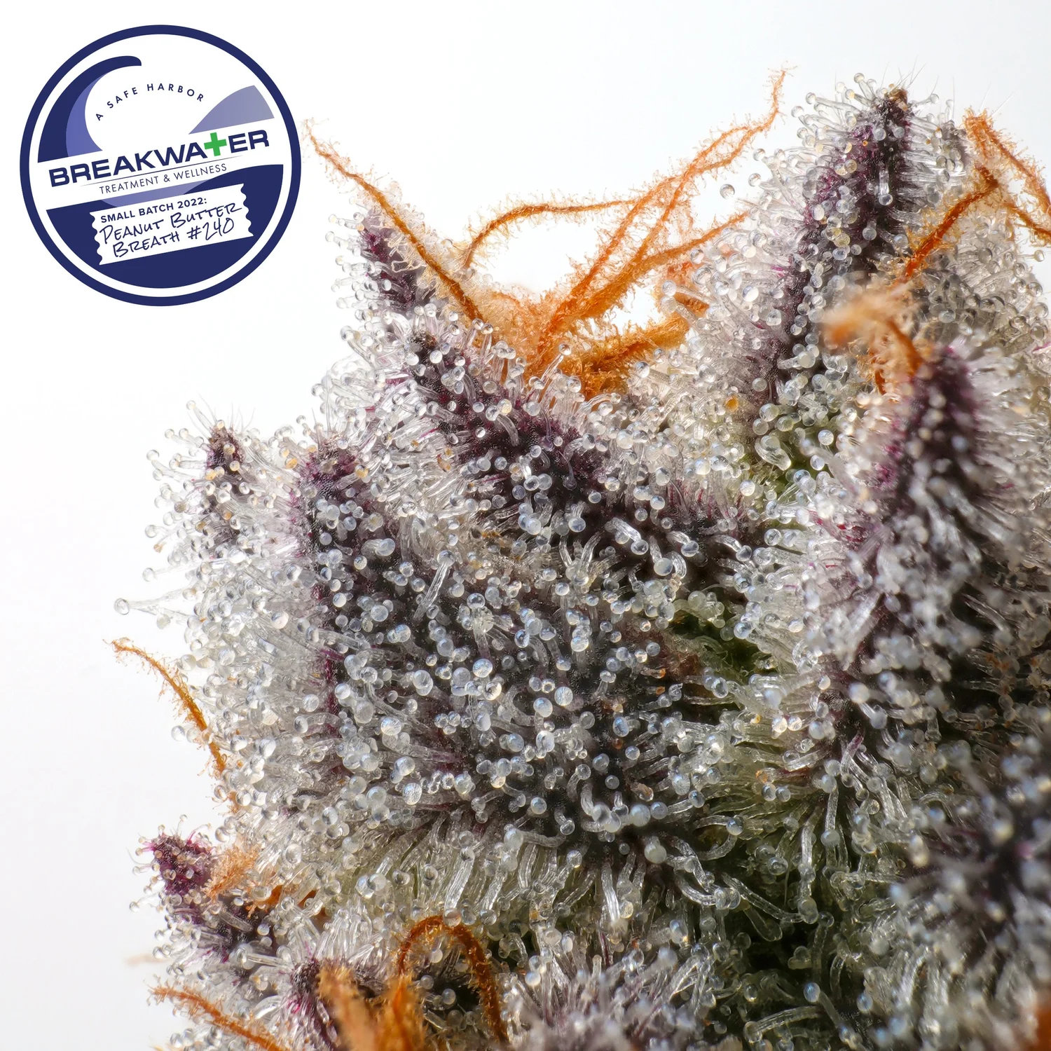 Peanut Butter Breath 240 — Breakwater Treatment & Wellness