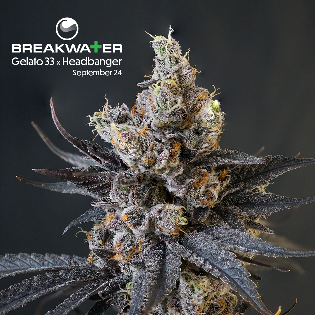 Gelato 33 x Headbanger Premium Bud — Breakwater Treatment & Wellness