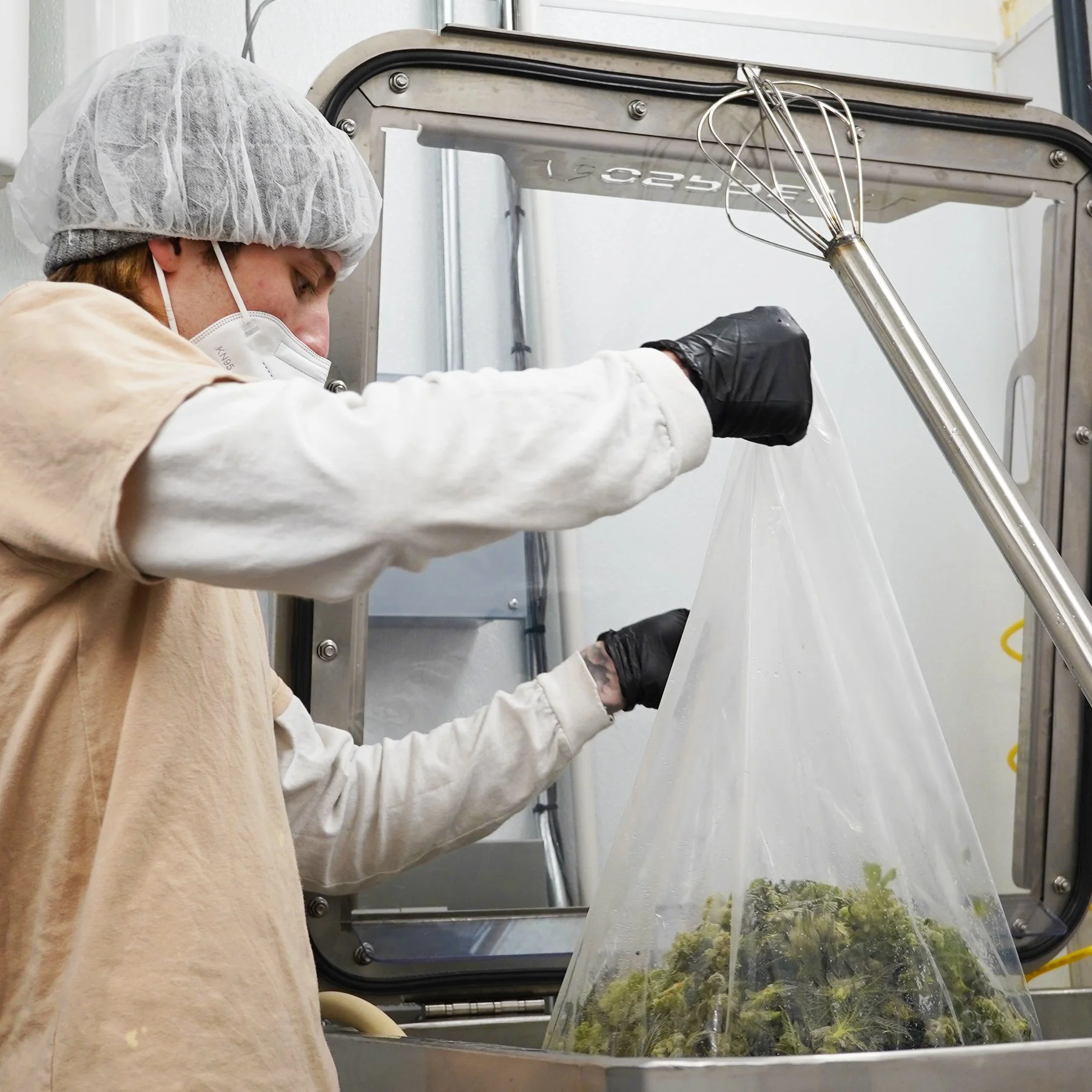 Placing Frozen Cannabis in the Vat