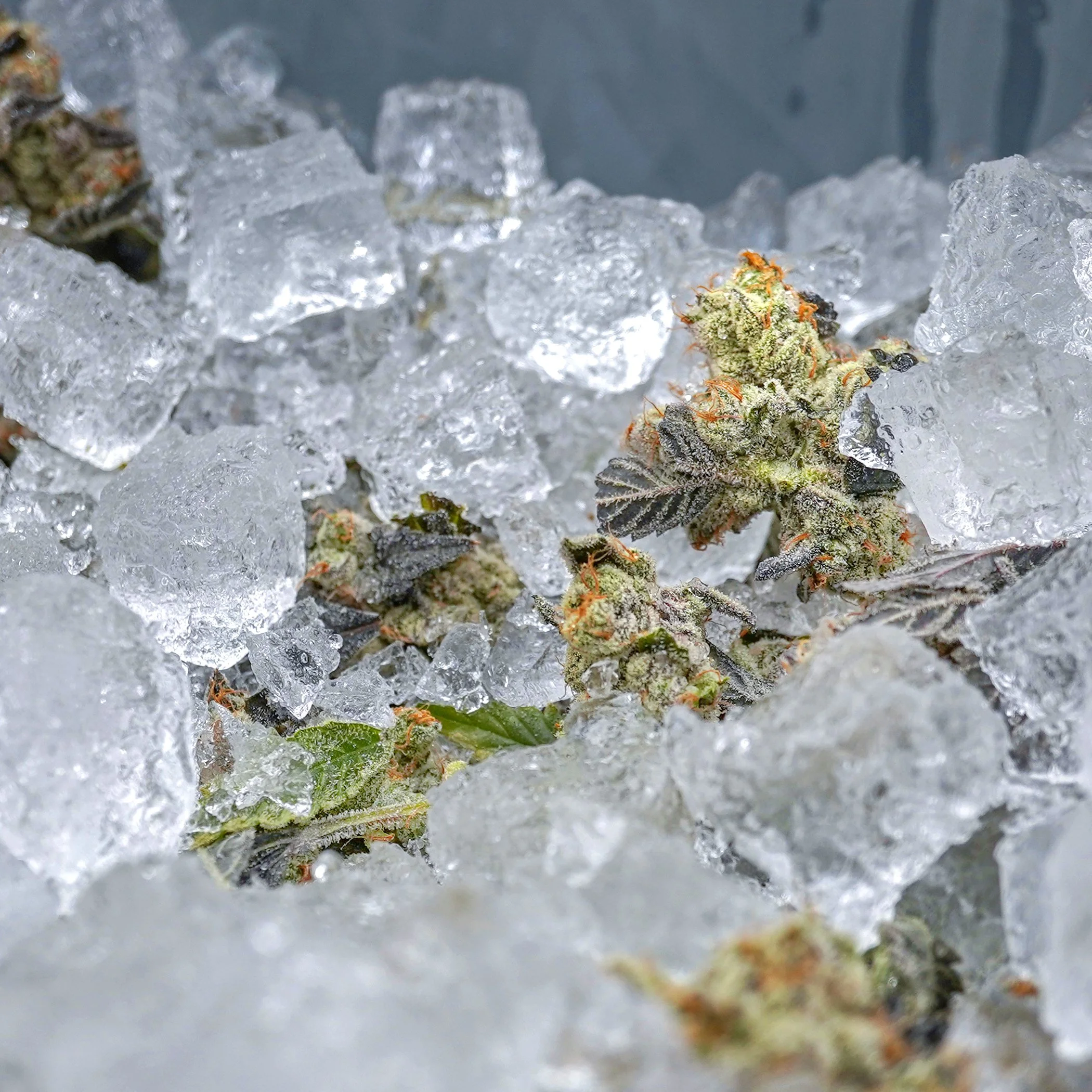 Cannabis Covered in Ice Cubes