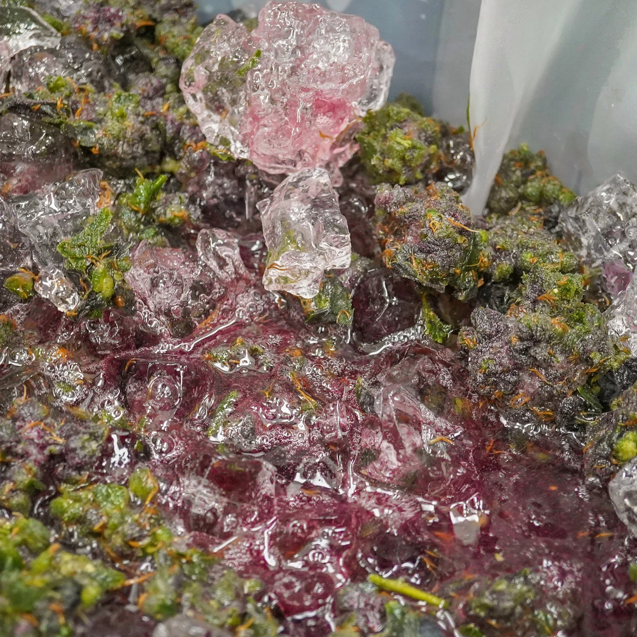 Ice Water Slurry with Cannabis