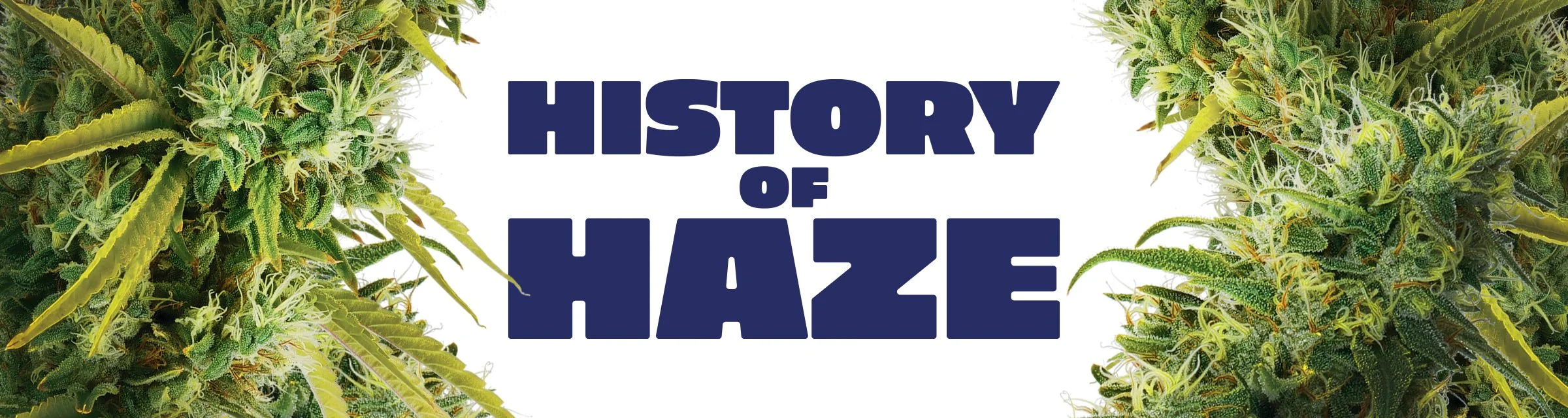 History of Haze — Breakwater Treatment & Wellness