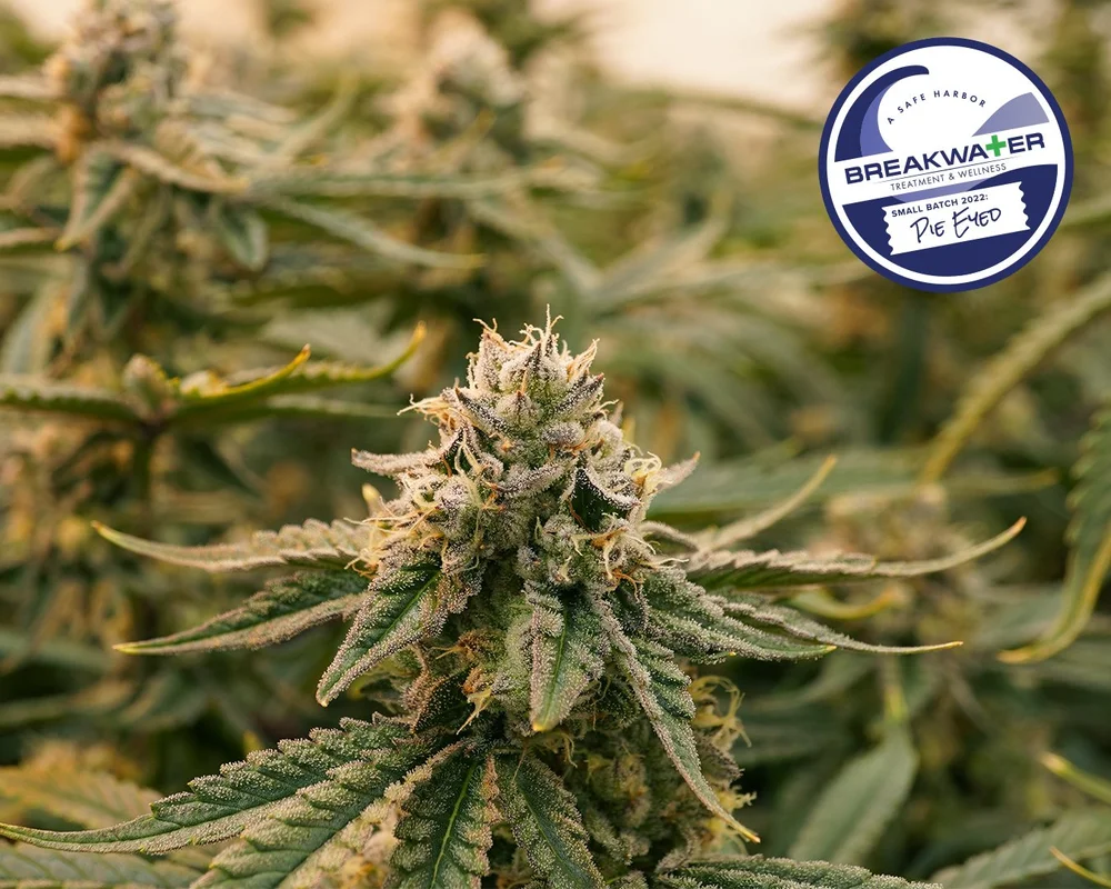 PIE EYED — Breakwater Treatment & Wellness