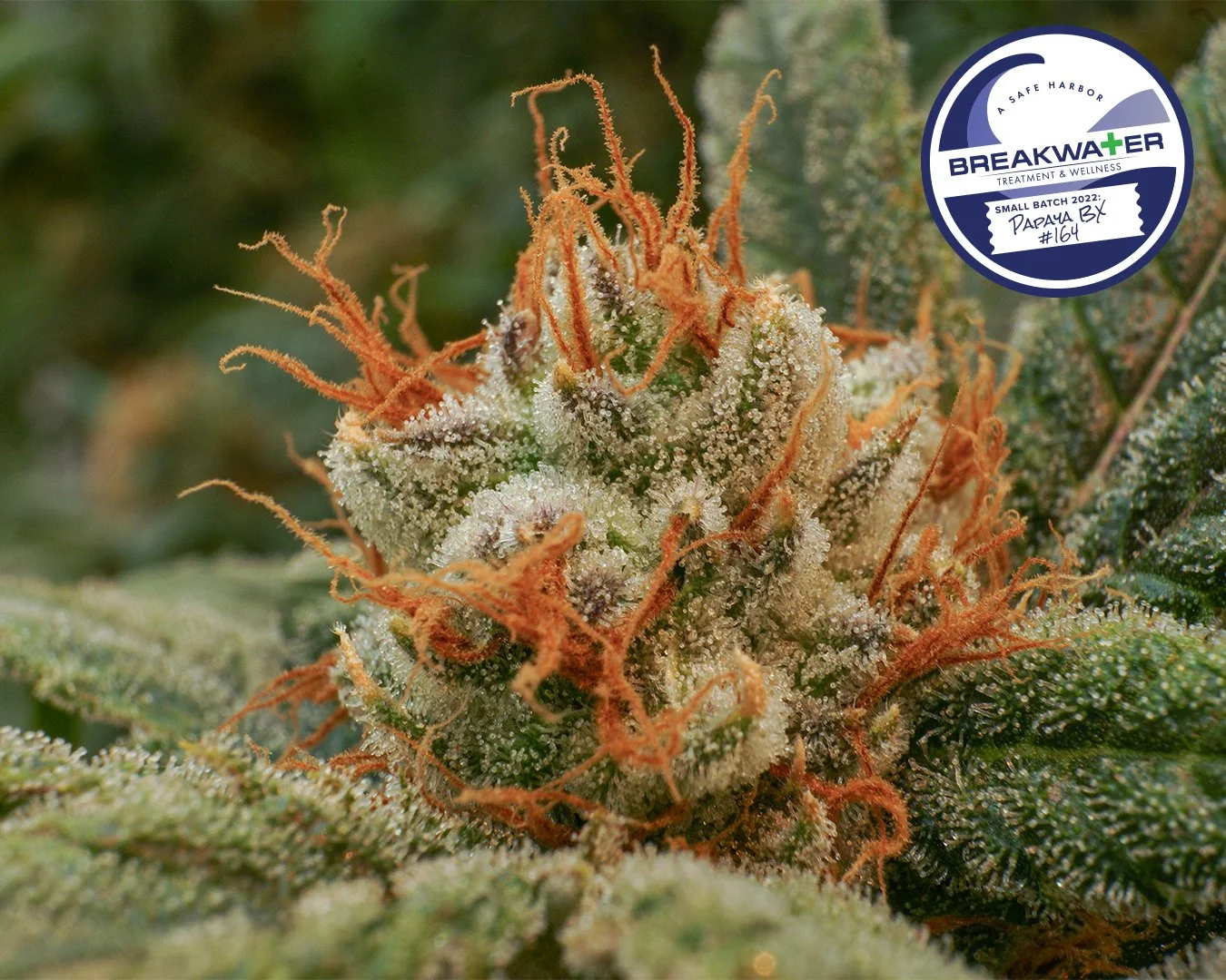 Small Batch Strain 1 — Breakwater Treatment & Wellness