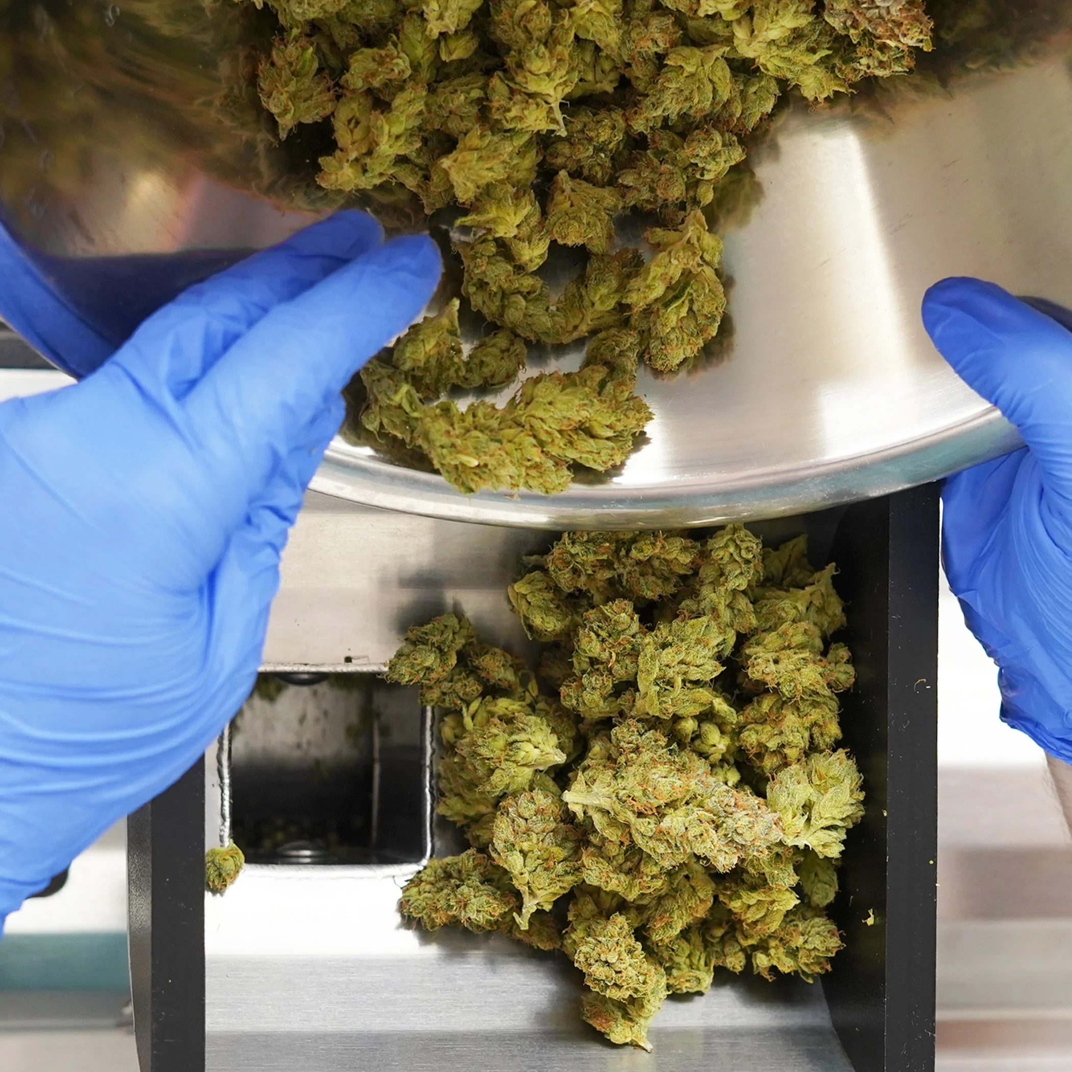 FLOWER IN GRINDER.jpg