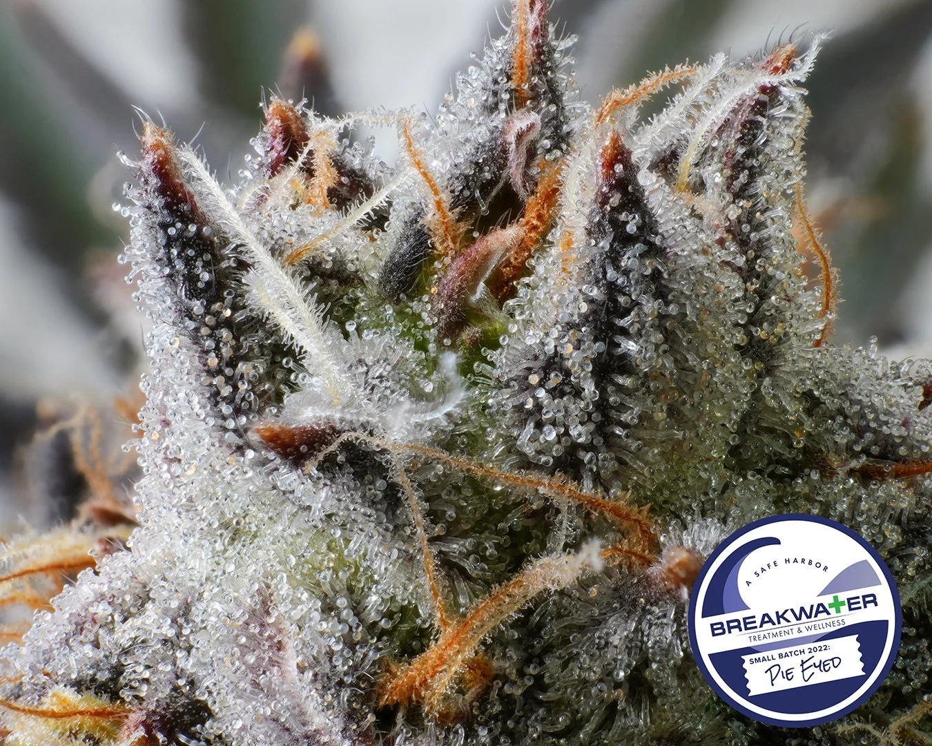 PIE EYED — Breakwater Treatment & Wellness