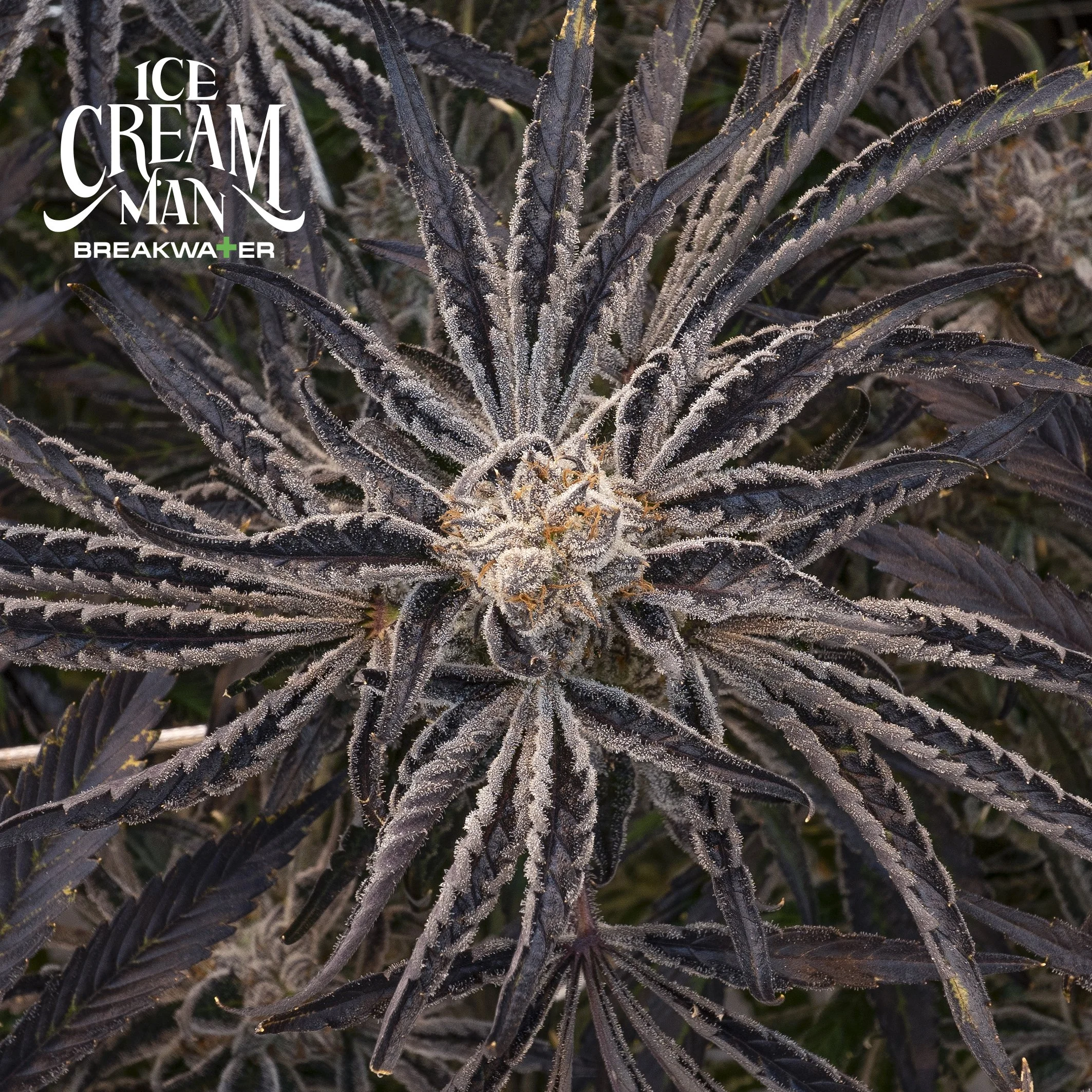 ICE CREAM MAN — Breakwater Treatment & Wellness