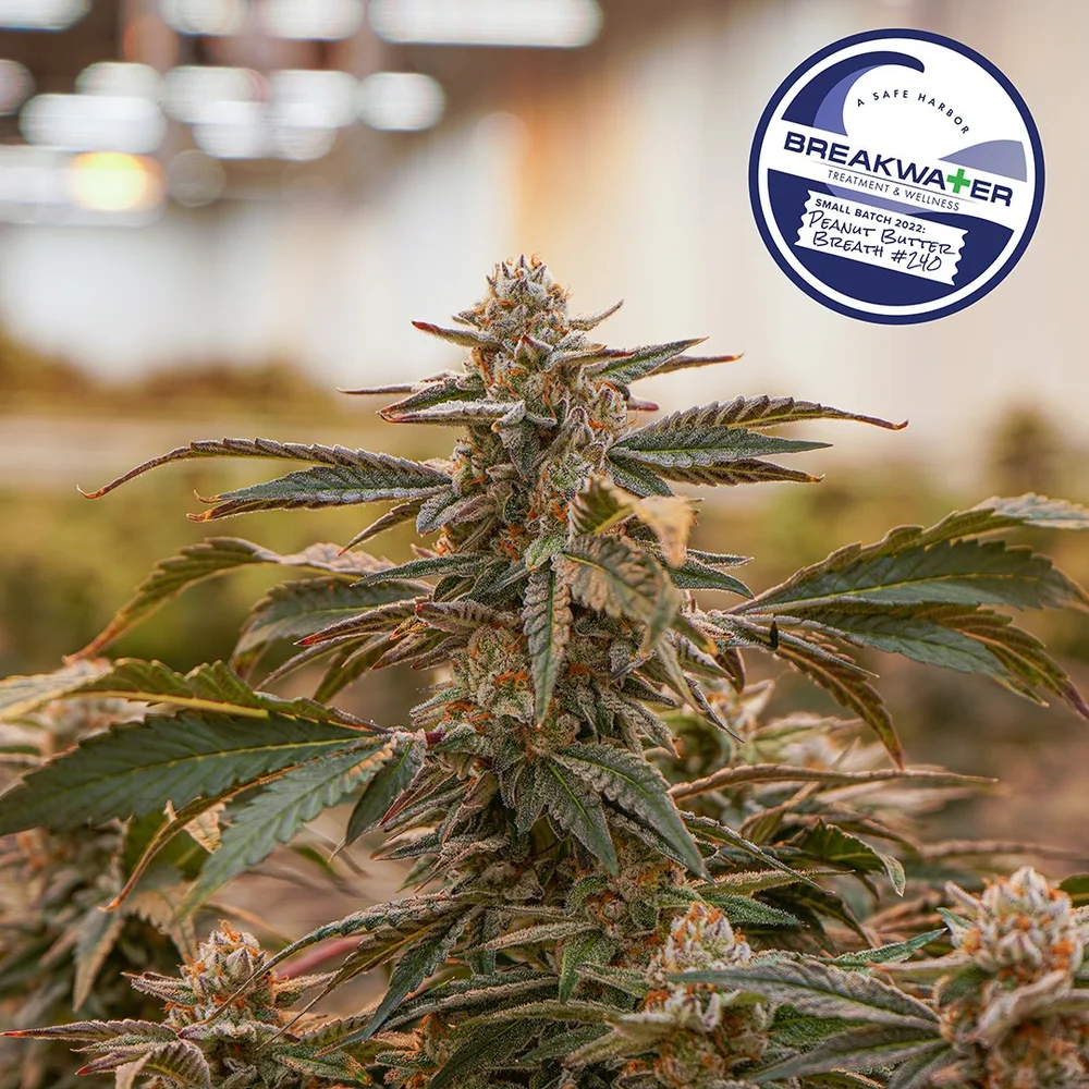 Peanut Butter Breath 240 — Breakwater Treatment & Wellness