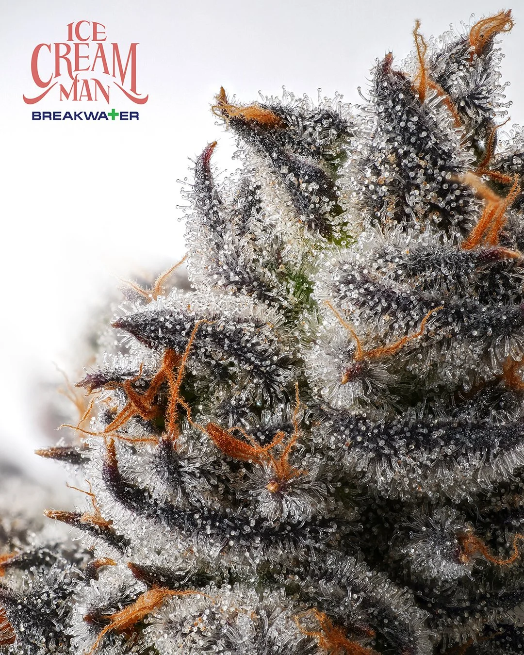 ICE CREAM MAN — Breakwater Treatment & Wellness