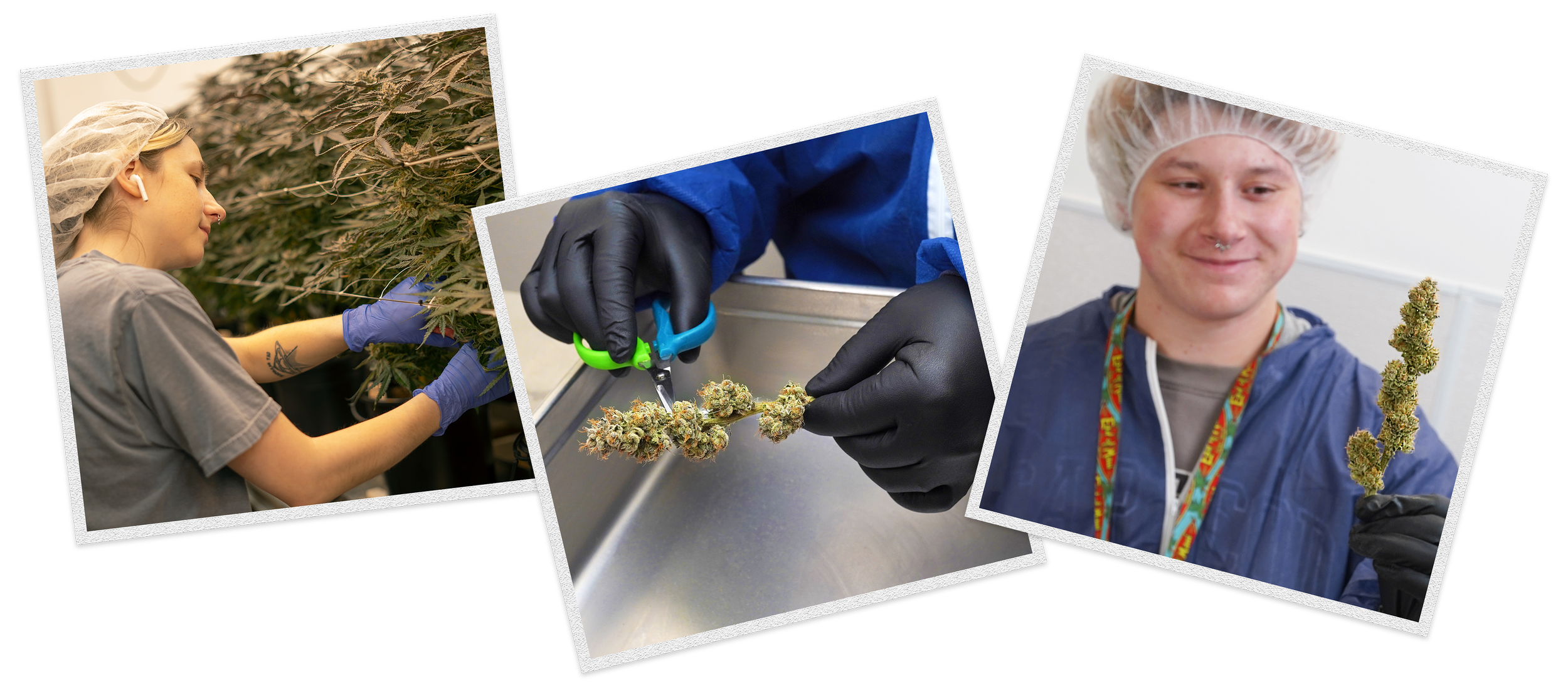 The best craft cannabis in New Jersey and New York, cultivated and harvested with care, trimmed by hand for maximum potency