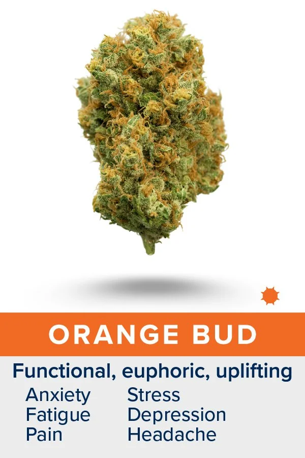 Orange Bud. Daytime Strain. Functional, Euphoric, Uplifting. Helpful for anxiety, fatigue, pain, stress, depression, headache. Link to full description.