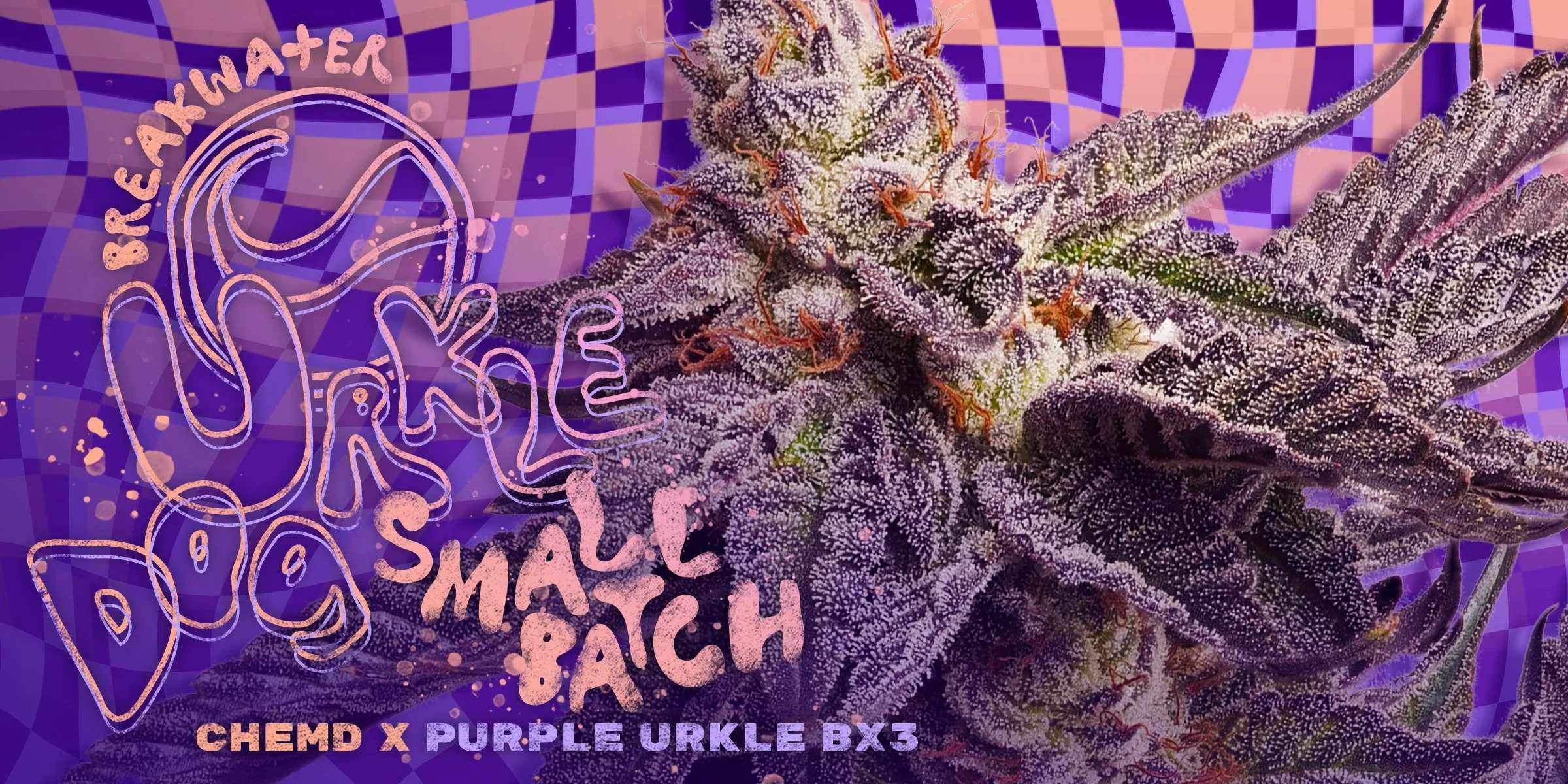 Breakwater Urkle Dog ChemD x Purple Urkle BX3