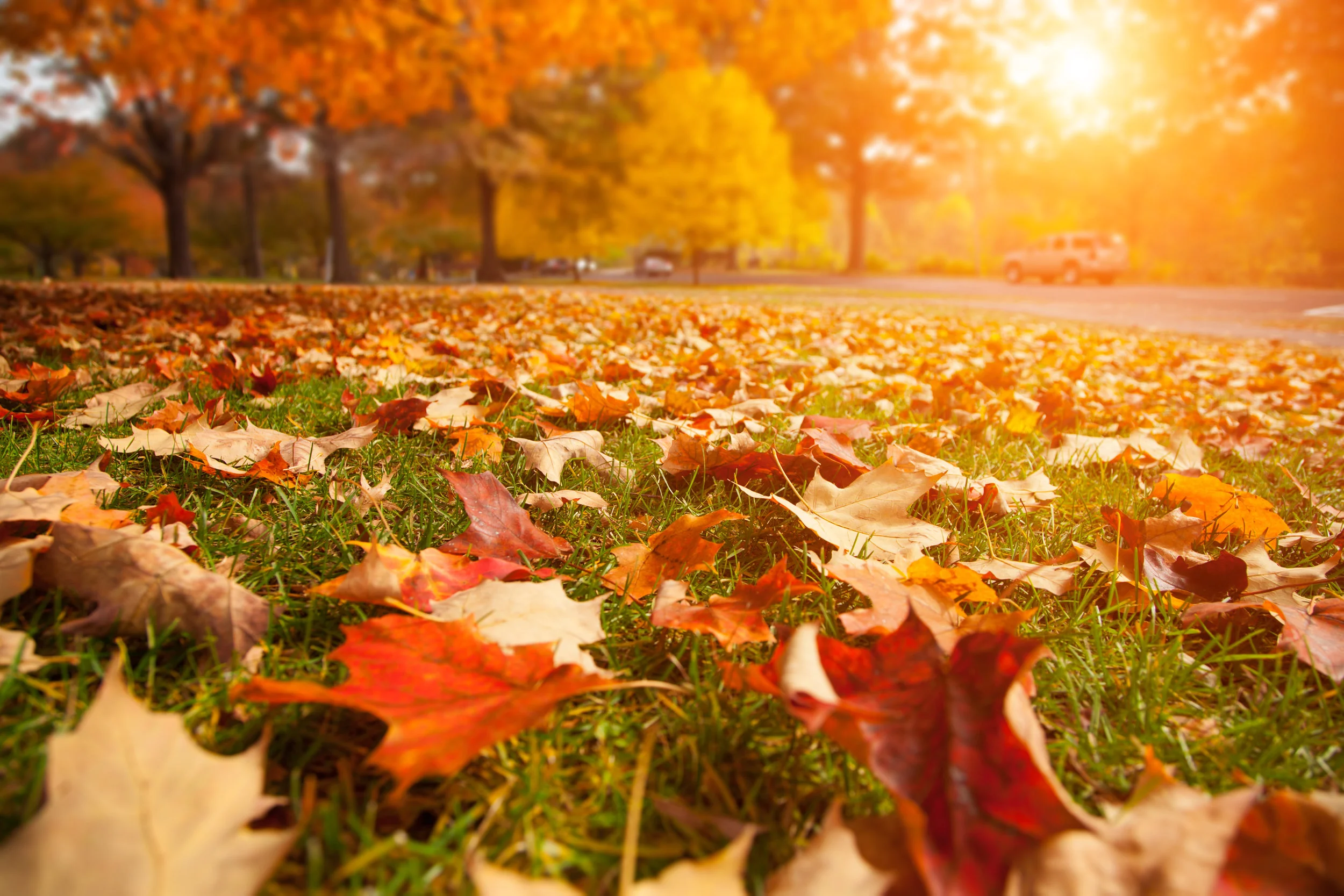 AdobeStock_56126632.jpeg