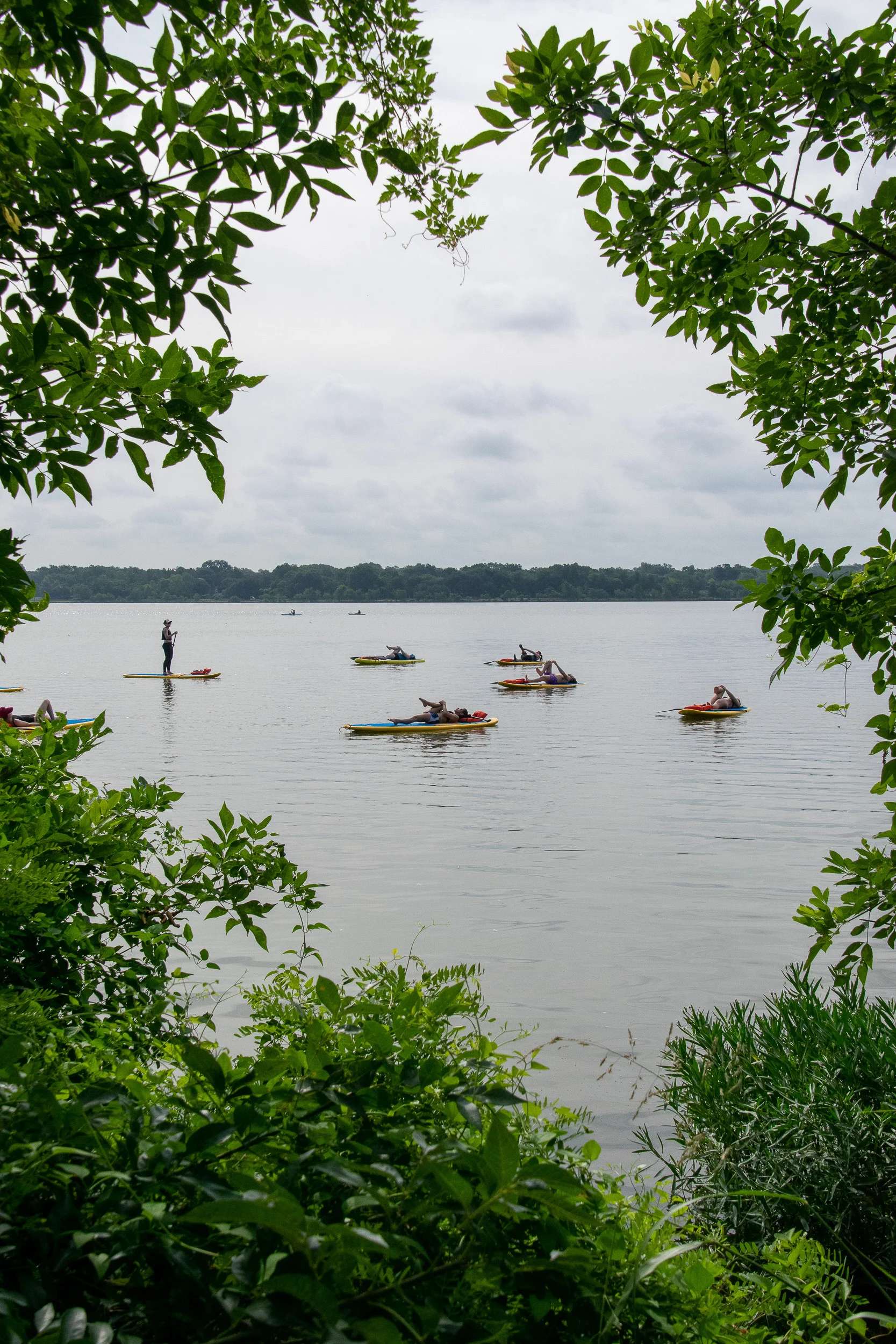 Yogis warming up on their paddle boards, as seen through the trees at White Rock Lake.