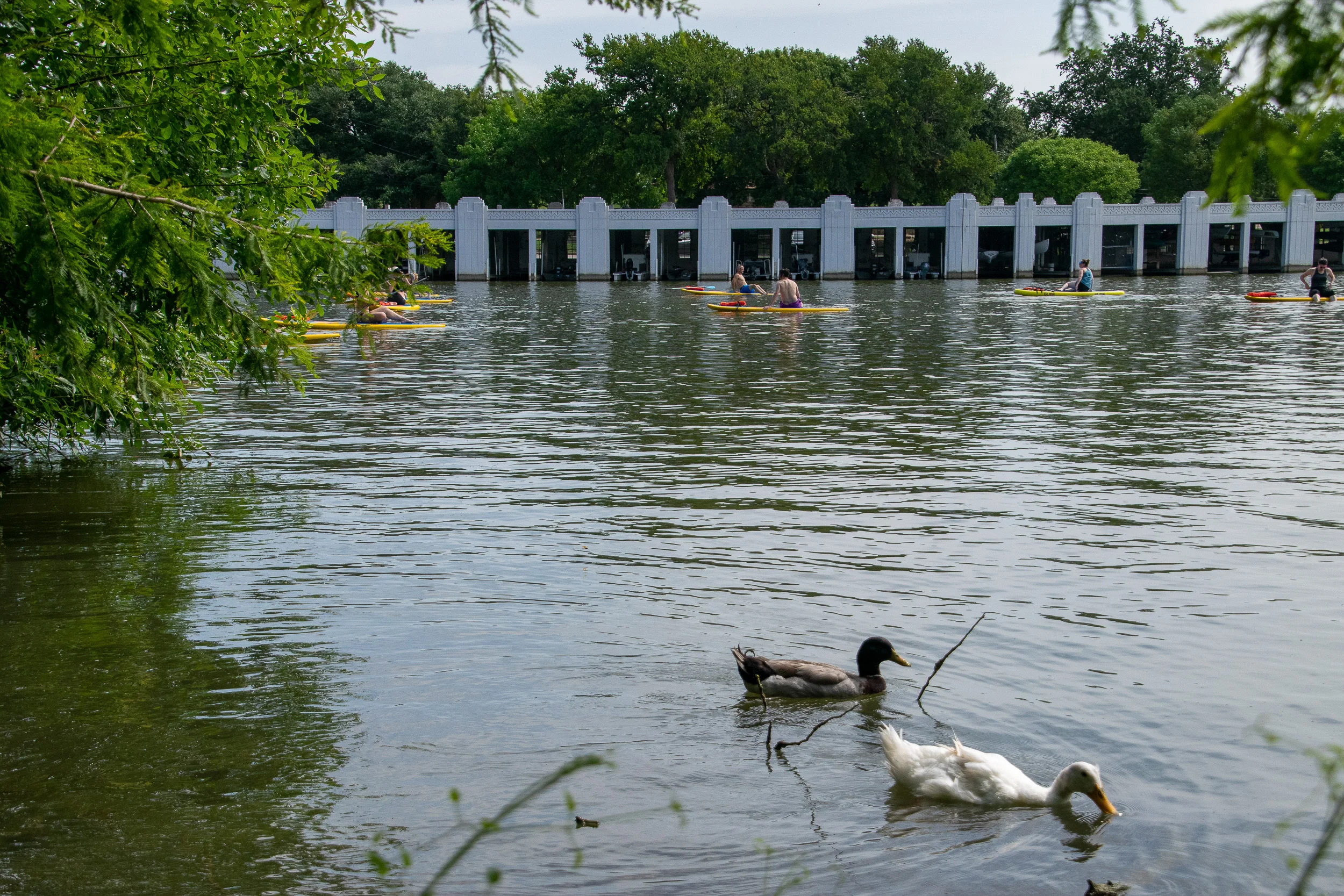 Ducks swimming by with paddle boarding yogis in the background on White Rock Lake.