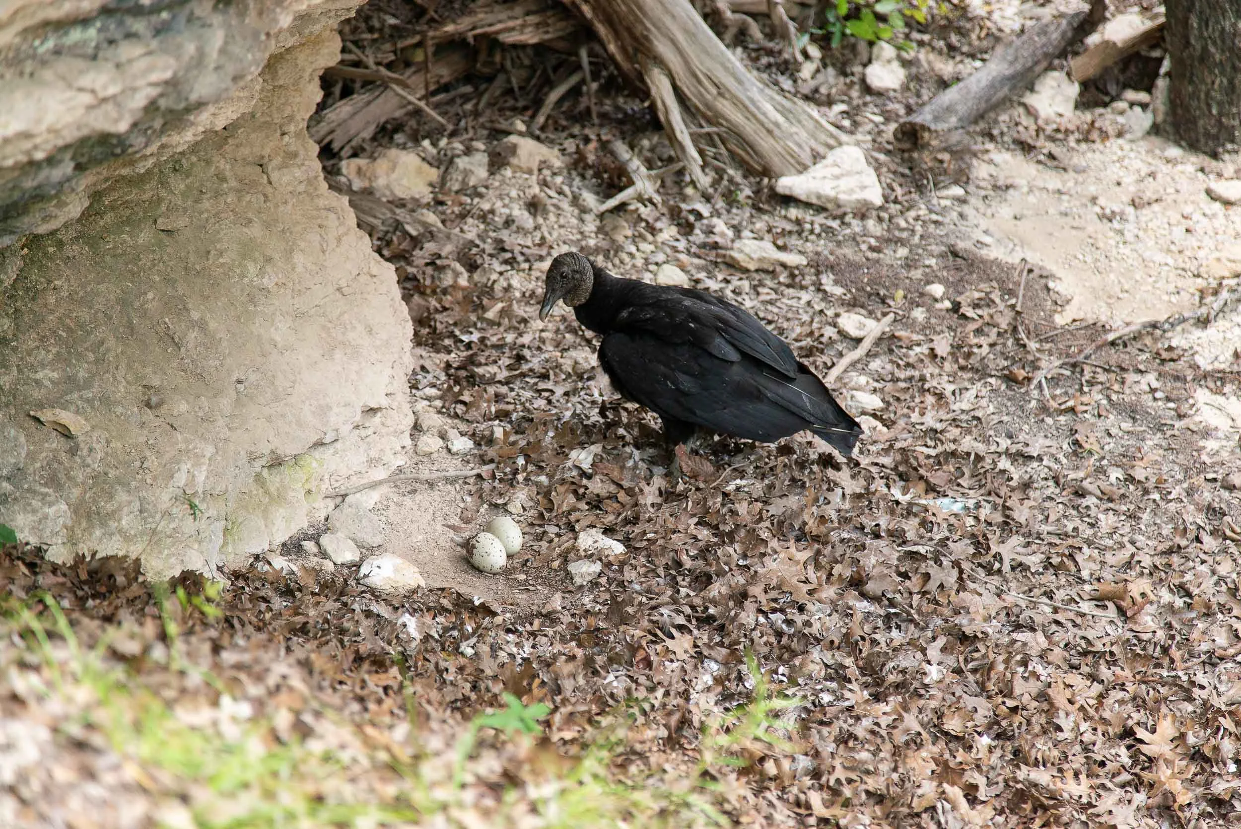 A turkey vulture stretches her legs and looks over her eggs at Dinosaur Valley State Park in Glen Rose, Texas by Cameron Mosier .