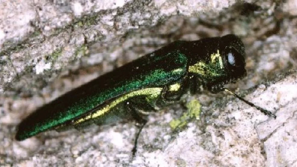 the emerald ash borer