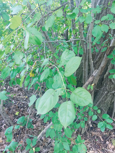 the hateful buckthorn is a contagion in the Forest Preserve District of Cook County, Illinois…