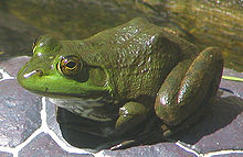 American bullfrogs are plentiful in the old quarry pond at Bachelors Grove…