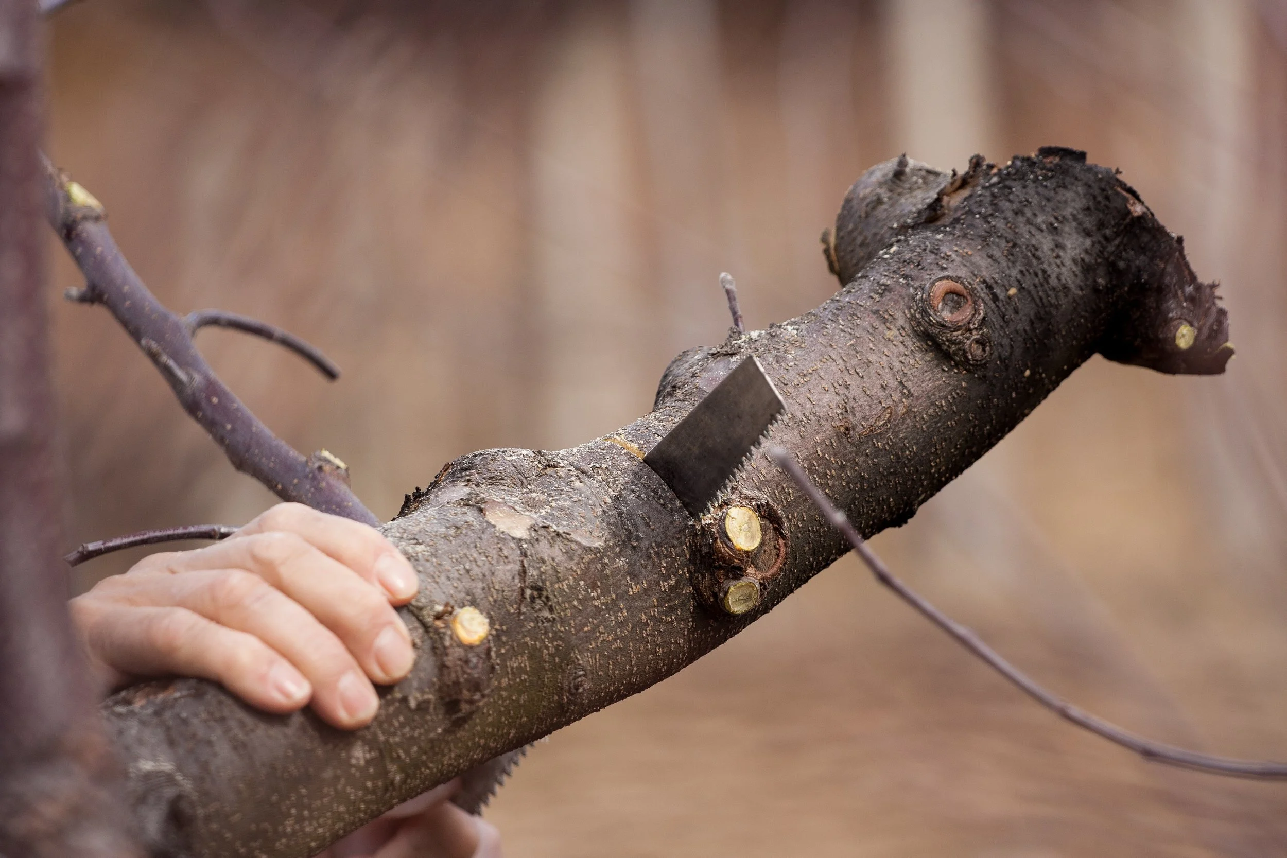Black-cherry-tree-service-tree-trimming-pruning.jpg