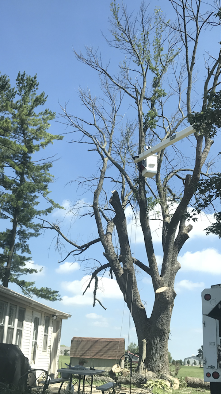 Tree Removal Greensboro