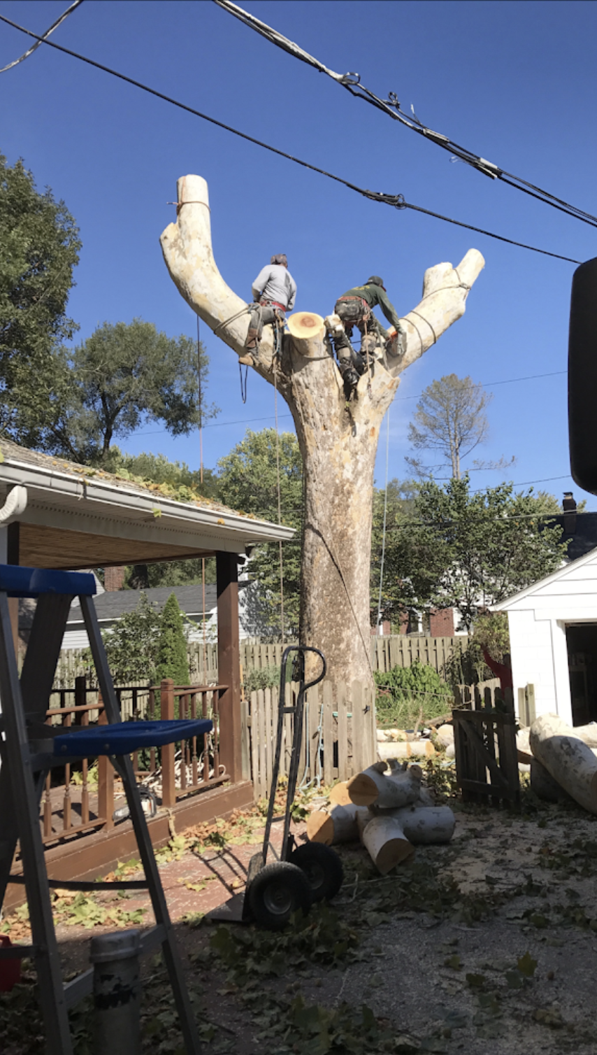 Tree Services Greensboro