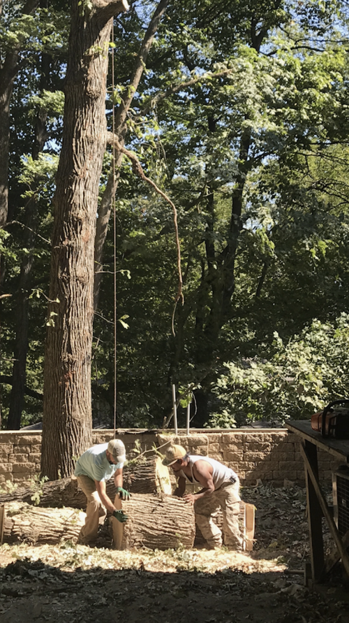 Black Cherry Tree Service