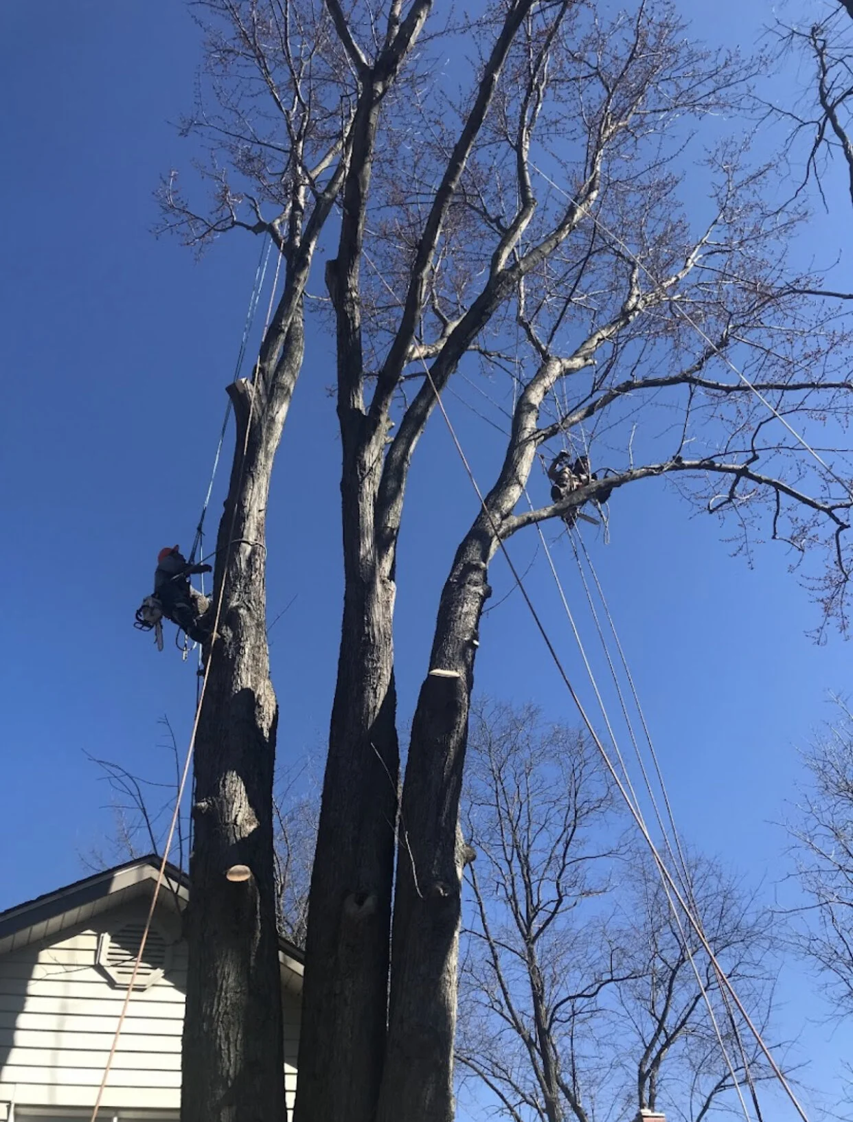Services — Black Cherry Tree Service
