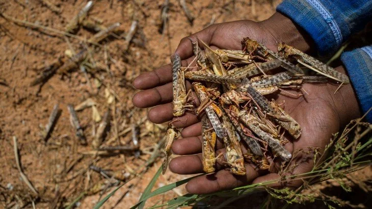 Futur x Alimentation – Nourrir le monde en 2050