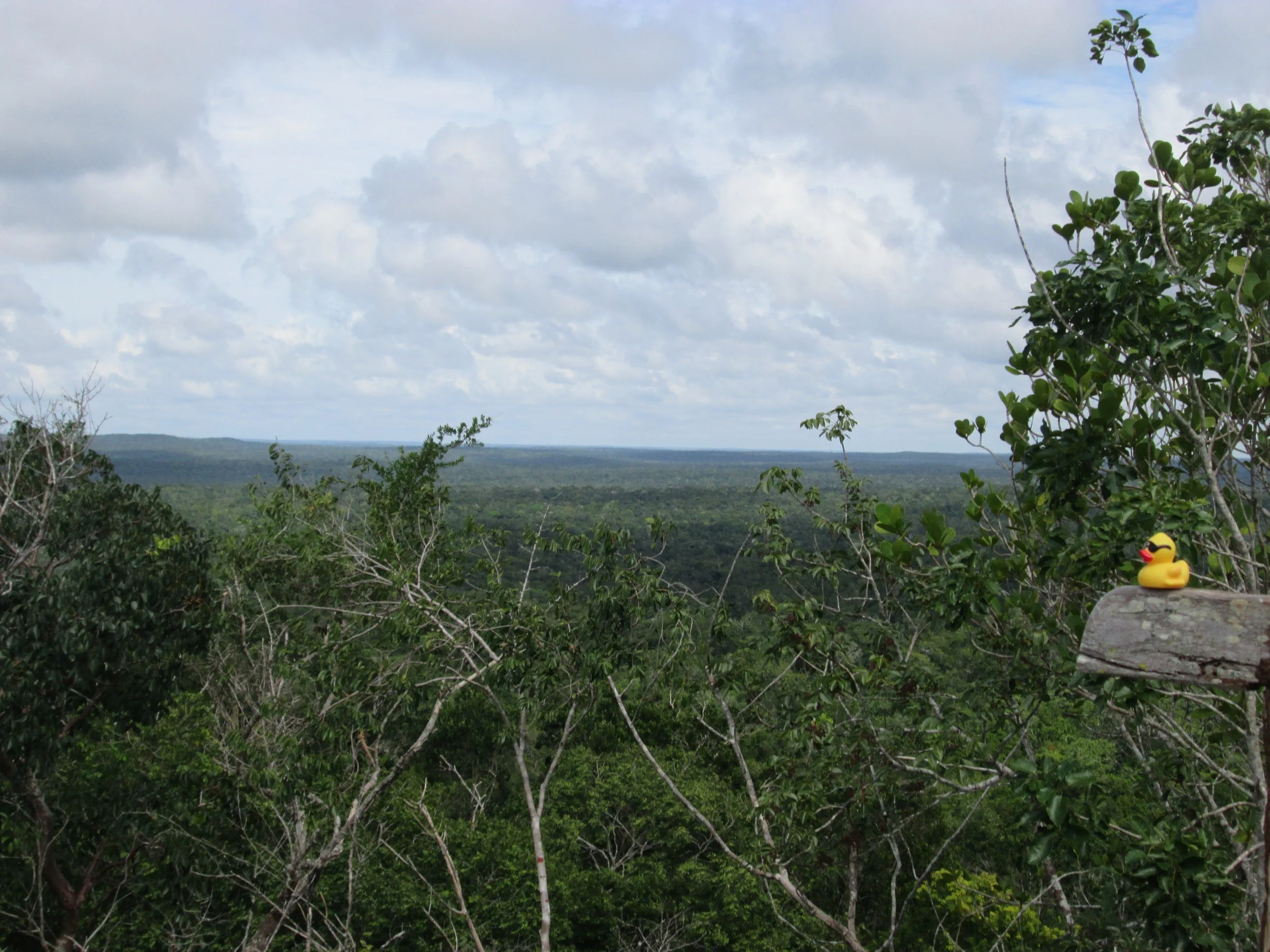 Conflits x Écologie - Géopolitique des forêts