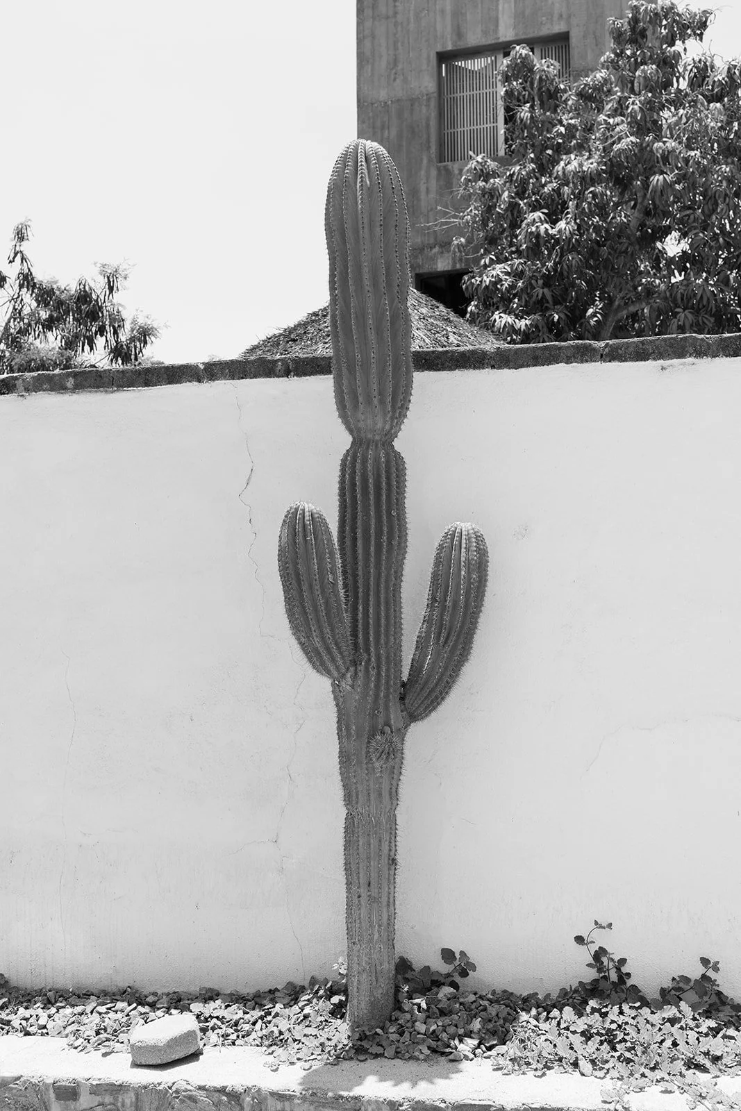 ornella jacques villa santa cruz wedding todos santos-7.jpg