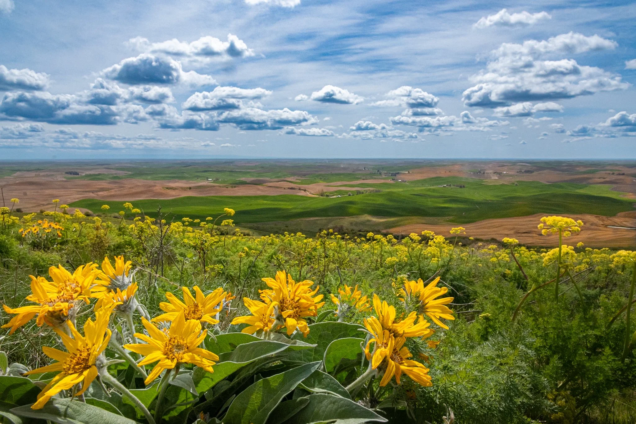 260428_SteptoeButte_Dad_074.jpg