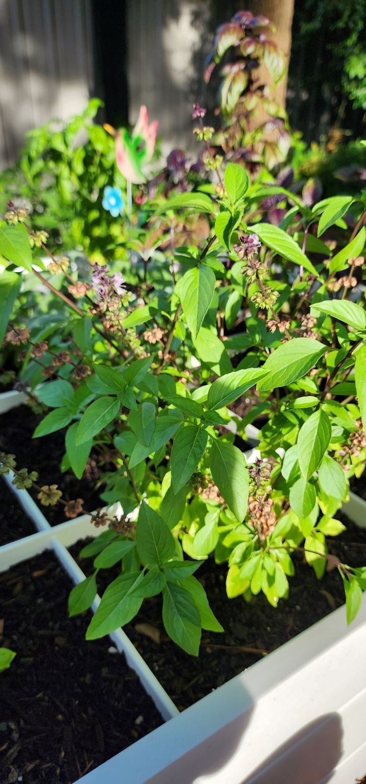 Thai basil for our handcrafted cocktails.jpg