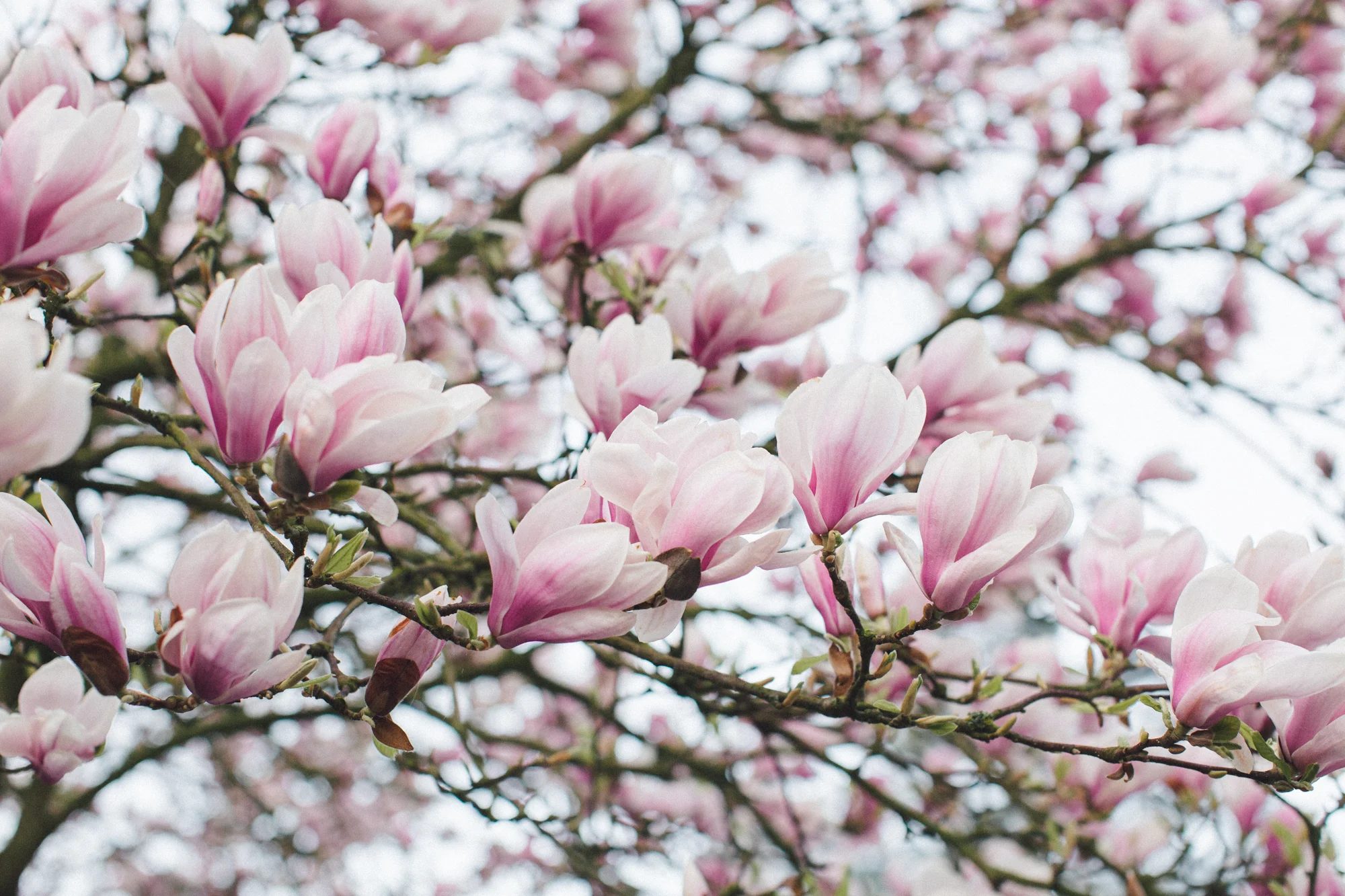 18 Blossom Eindhoven - 33 - 190413.jpg