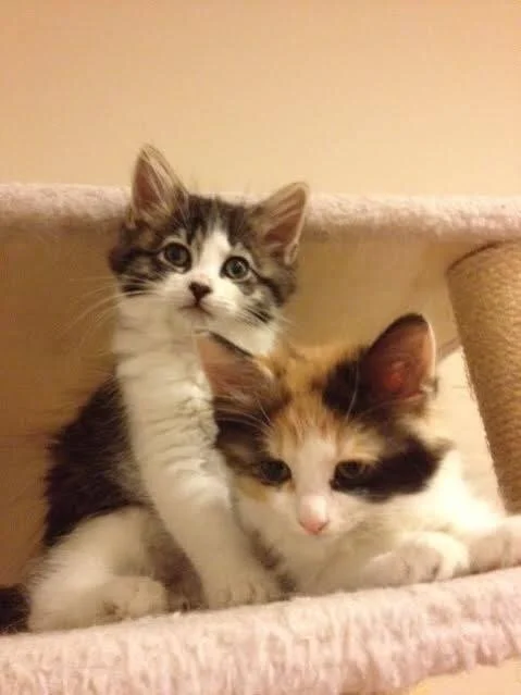 Consumer Guilt: Pets