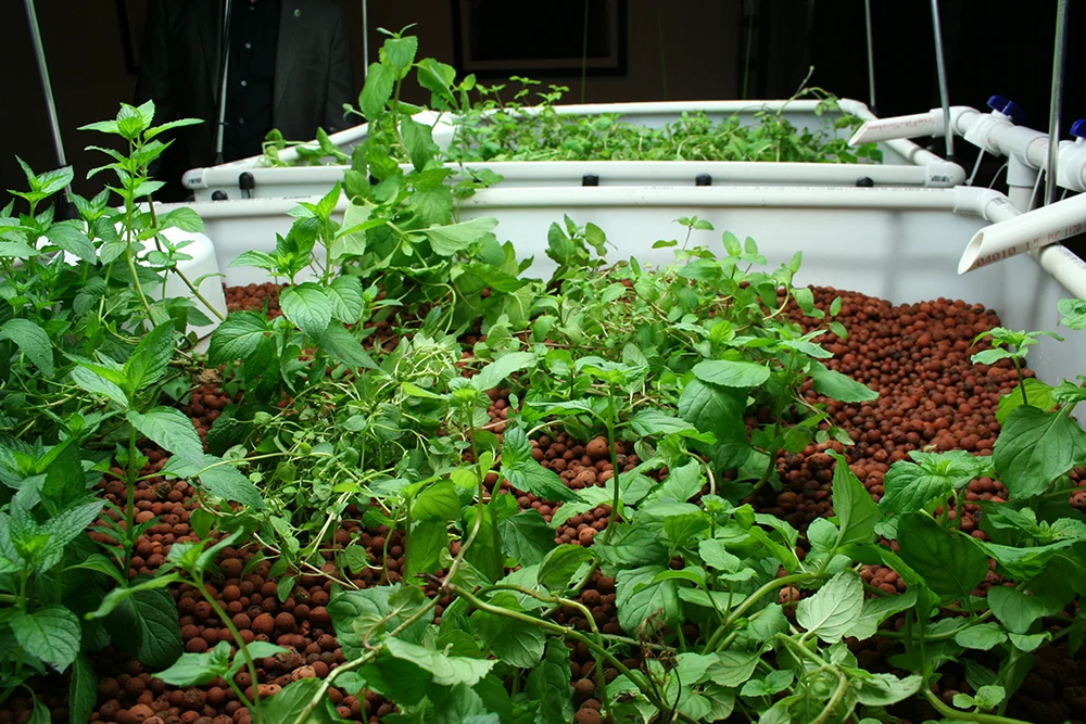 Mint plants.jpg