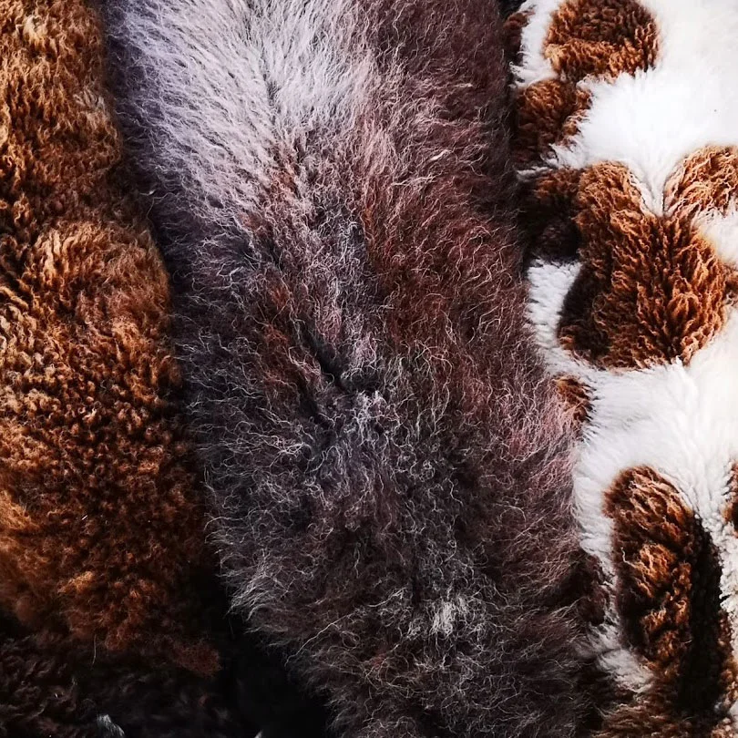 Crossbreed, Herdwick and Jacob fleeces (still on the sheep!)