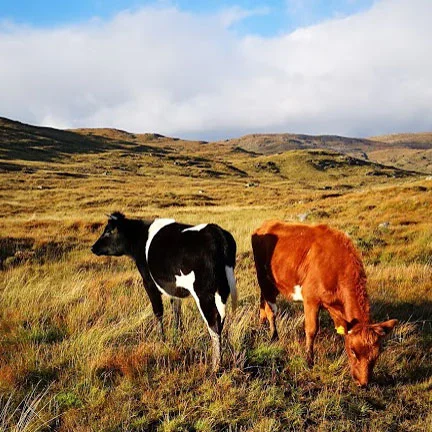 cows3.jpg