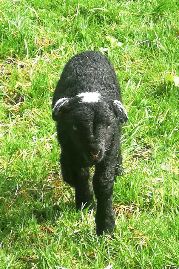banditlamb.jpg