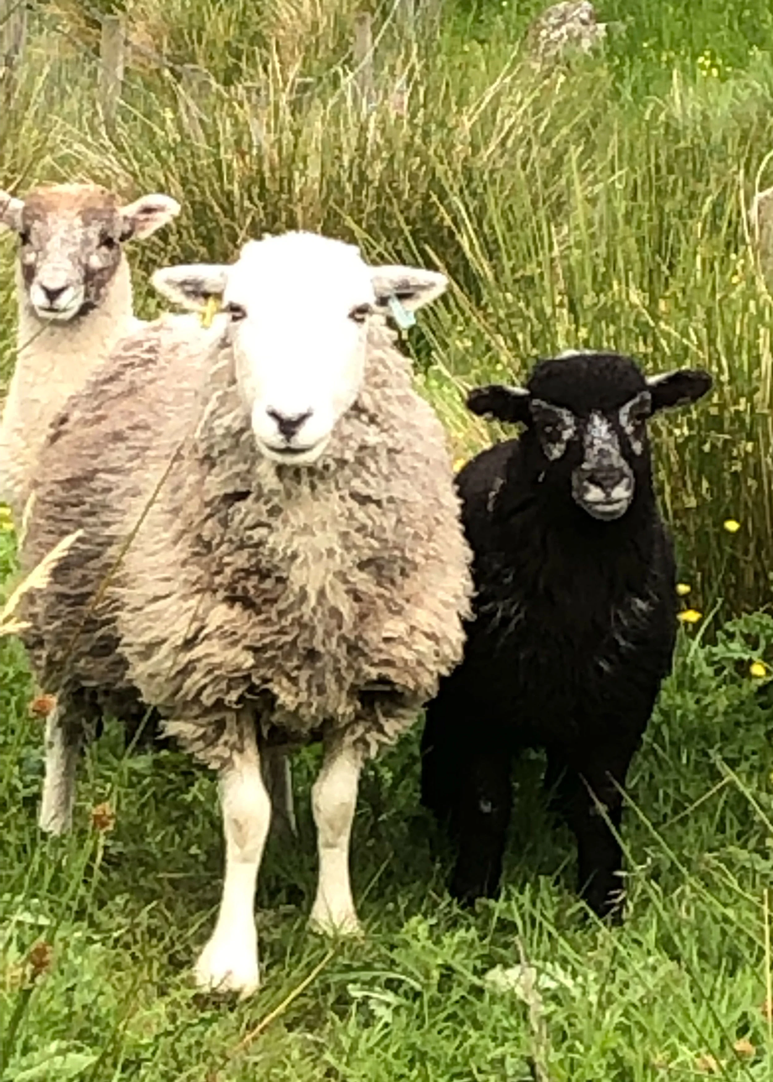 herdwicklamb2.jpg